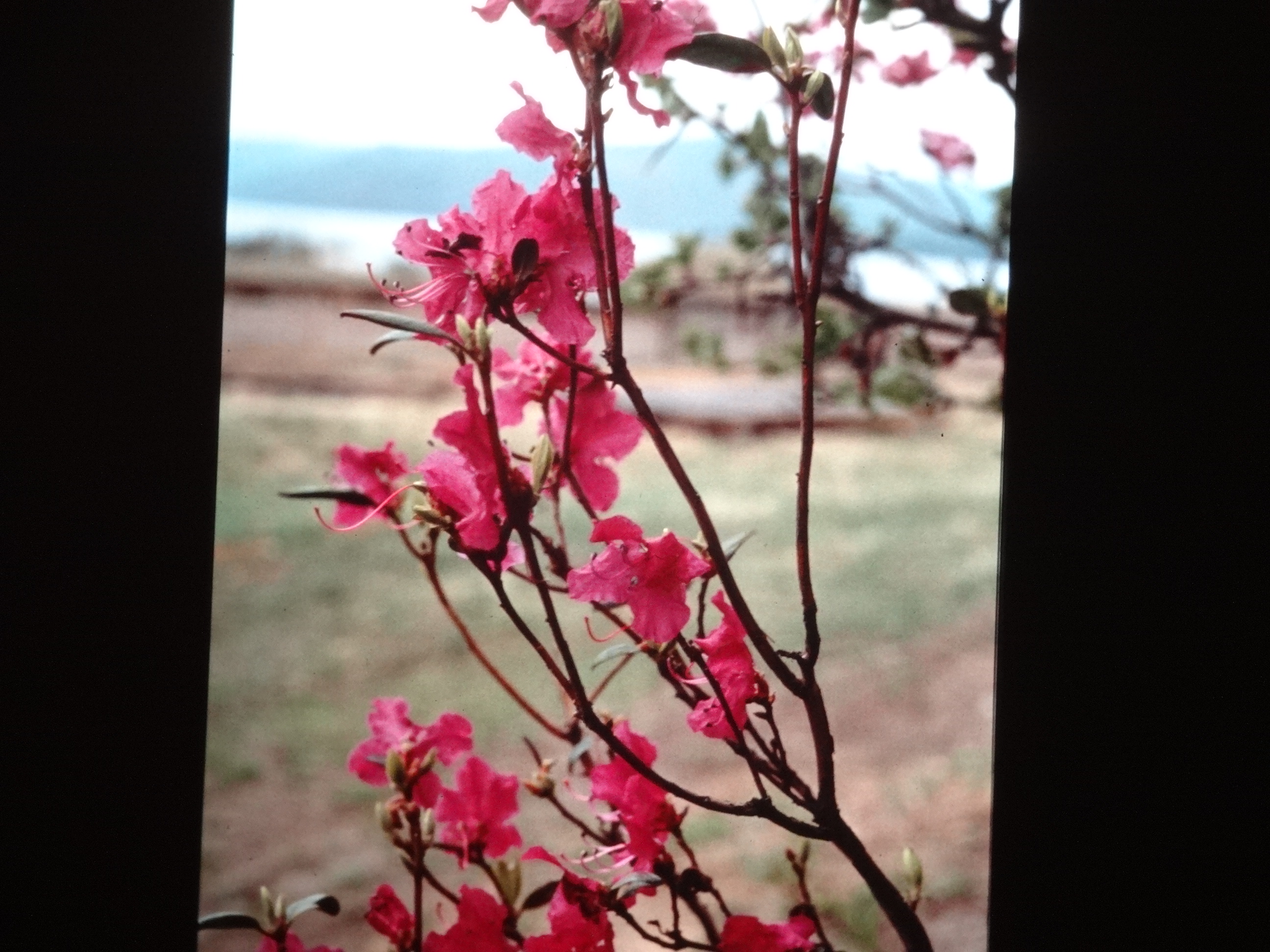 1991_sibirien100___von_Ordner___1991pfingsten_brixe_sibirien