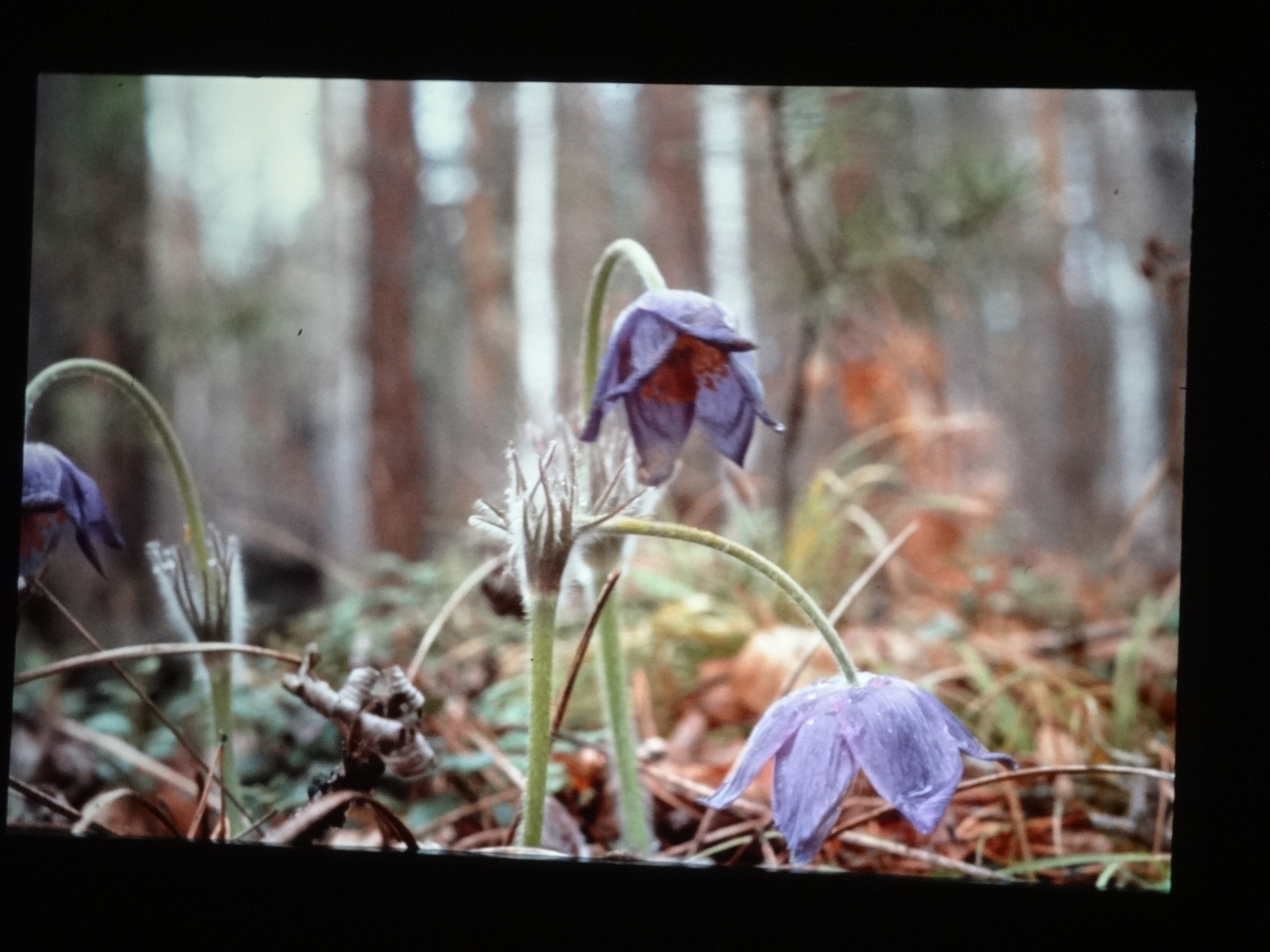 1991_sibirien310___von_Ordner___1991pfingsten_brixe_sibirien
