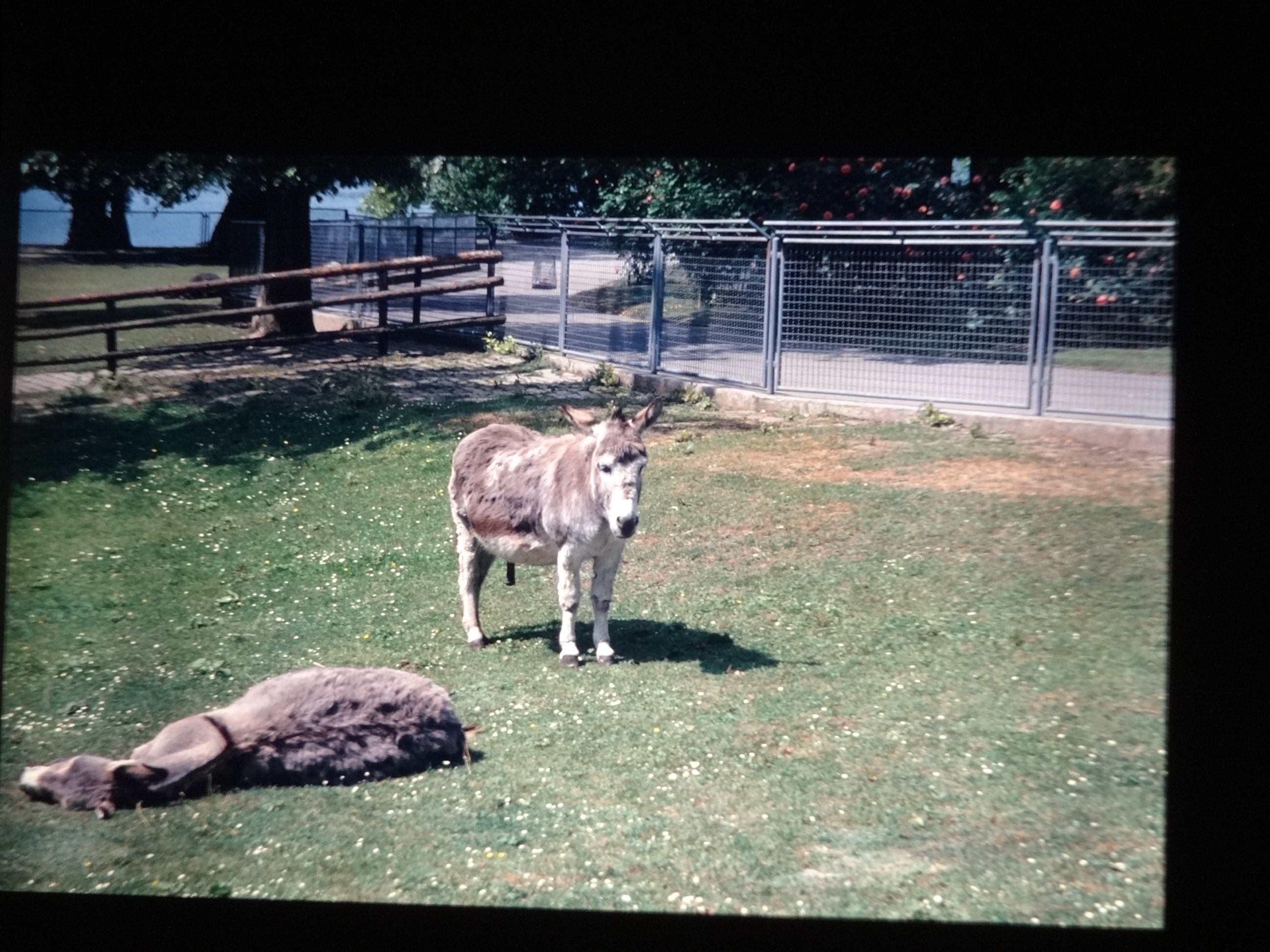 1992_pfingsten_bodensee090___von_Ordner___1992_dias_50ergeburtstag_bodens_Kauns_langtauferer