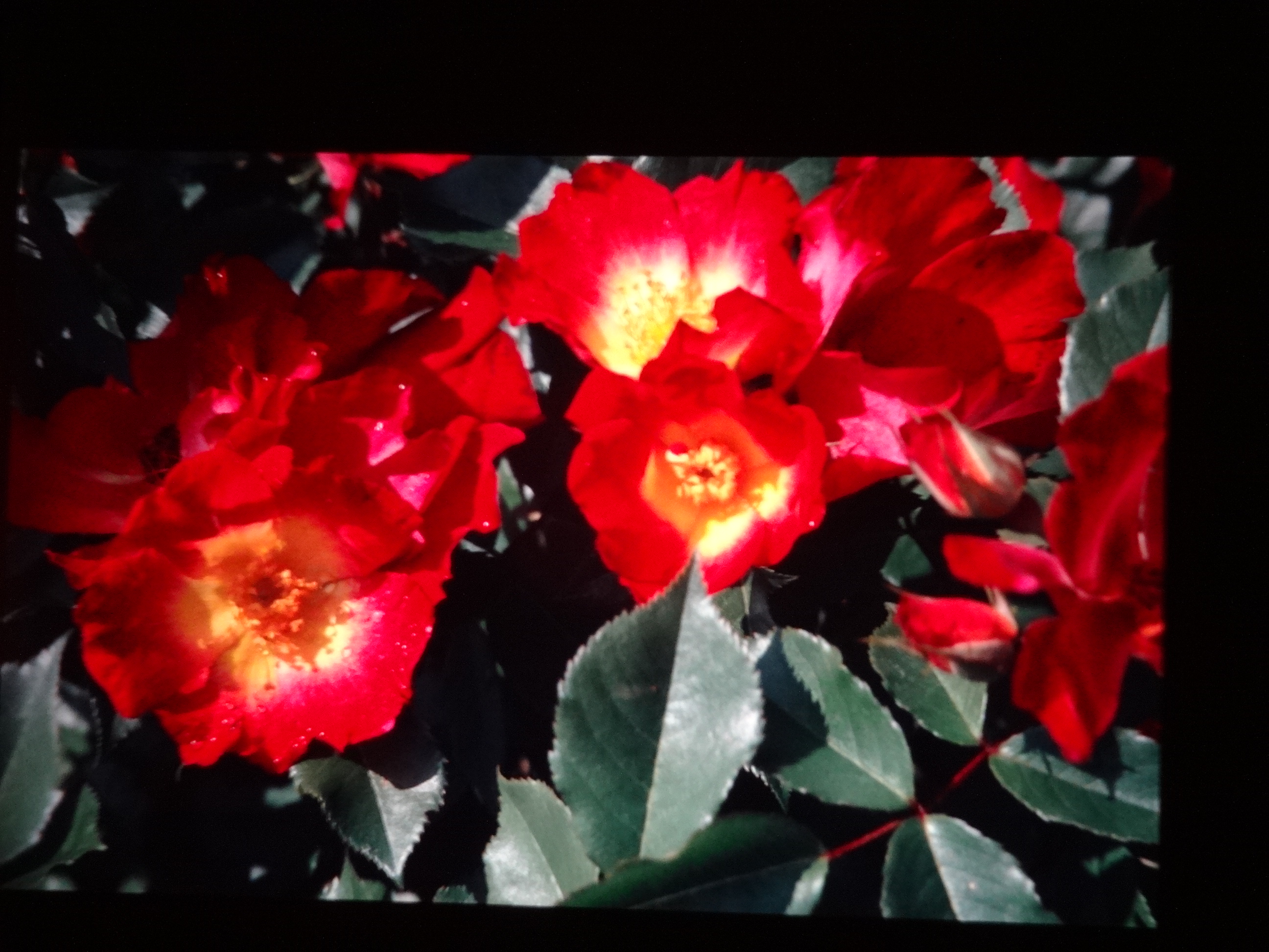 1992_pfingsten_bodensee100___von_Ordner___1992_dias_50ergeburtstag_bodens_Kauns_langtauferer