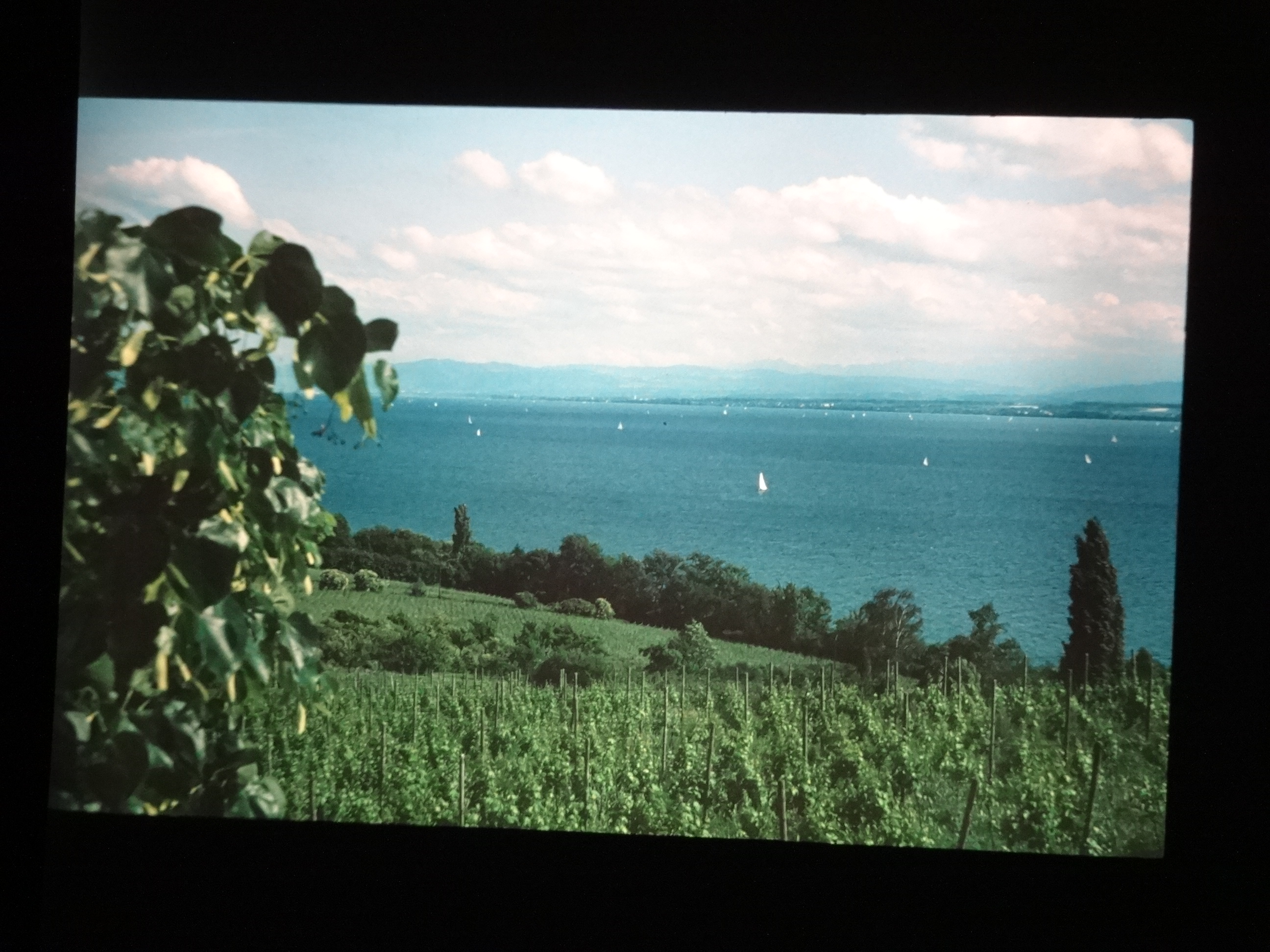 1993_bodensee110___von_Ordner___1993_pellworm_bodens_tina