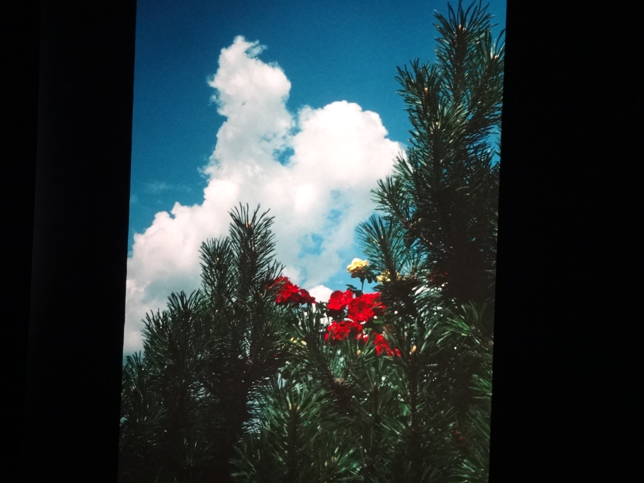 1993_bodensee190___von_Ordner___1993_pellworm_bodens_tina