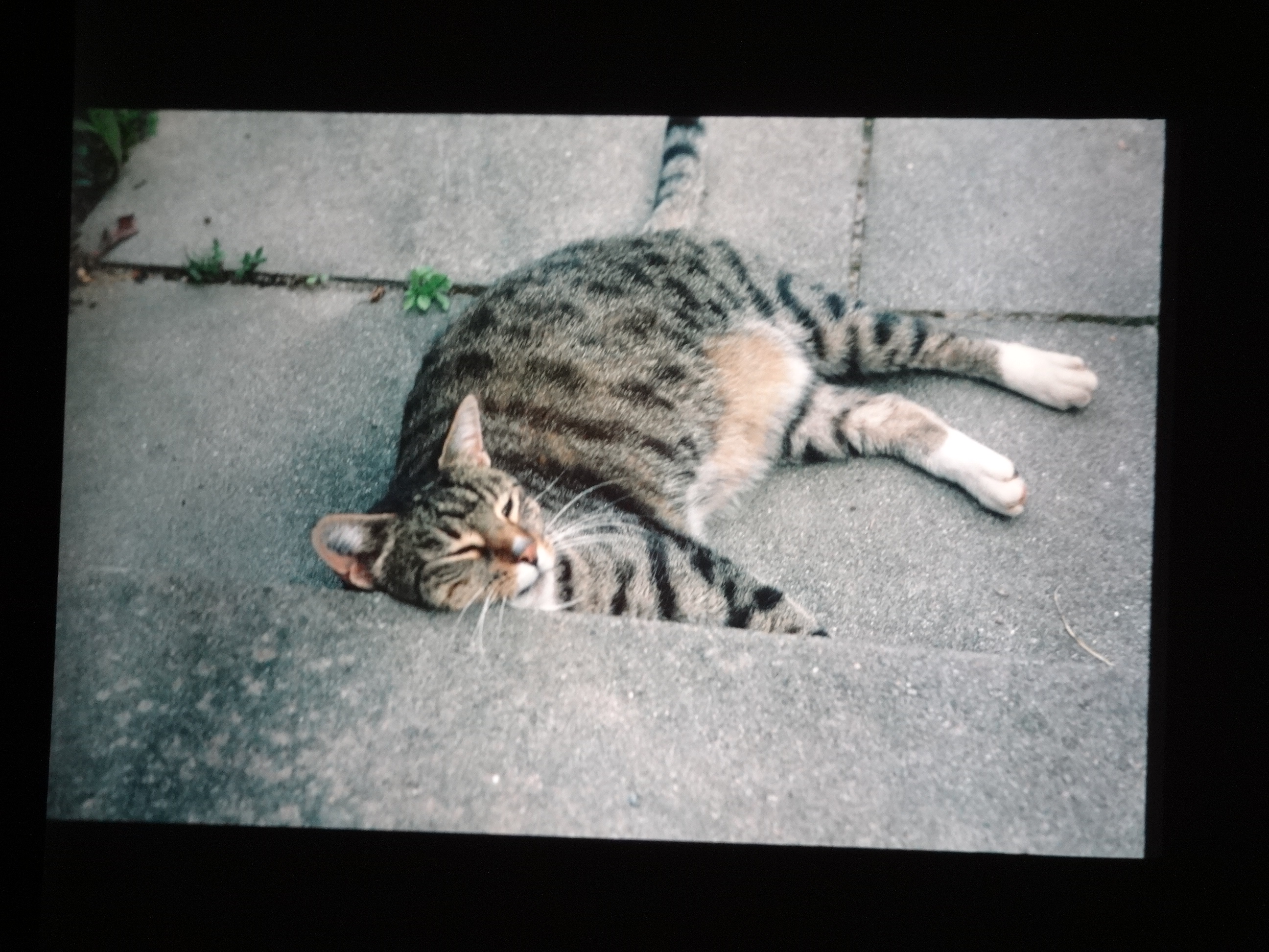 1993_bodensee250___von_Ordner___1993_pellworm_bodens_tina