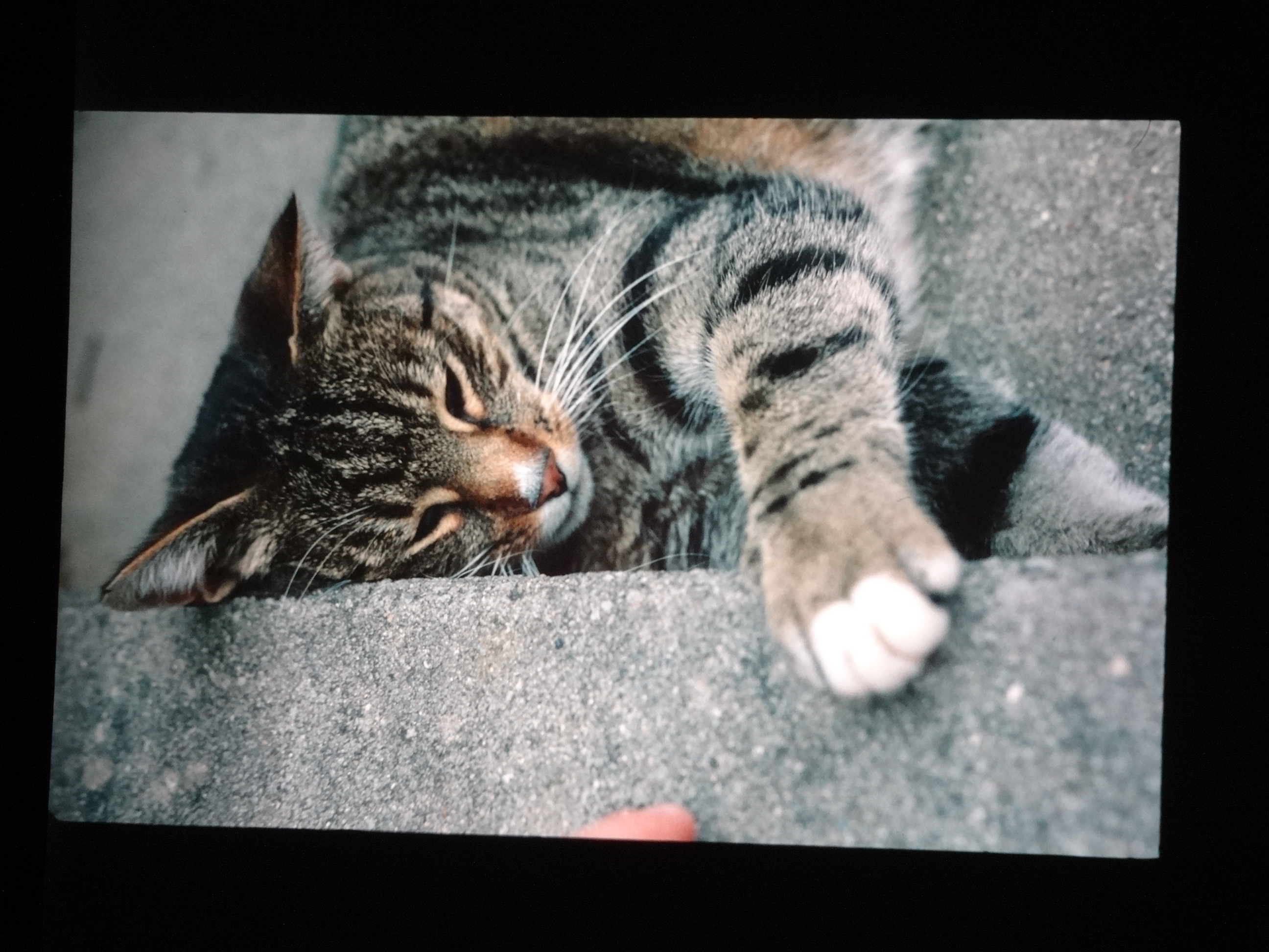 1993_bodensee260___von_Ordner___1993_pellworm_bodens_tina