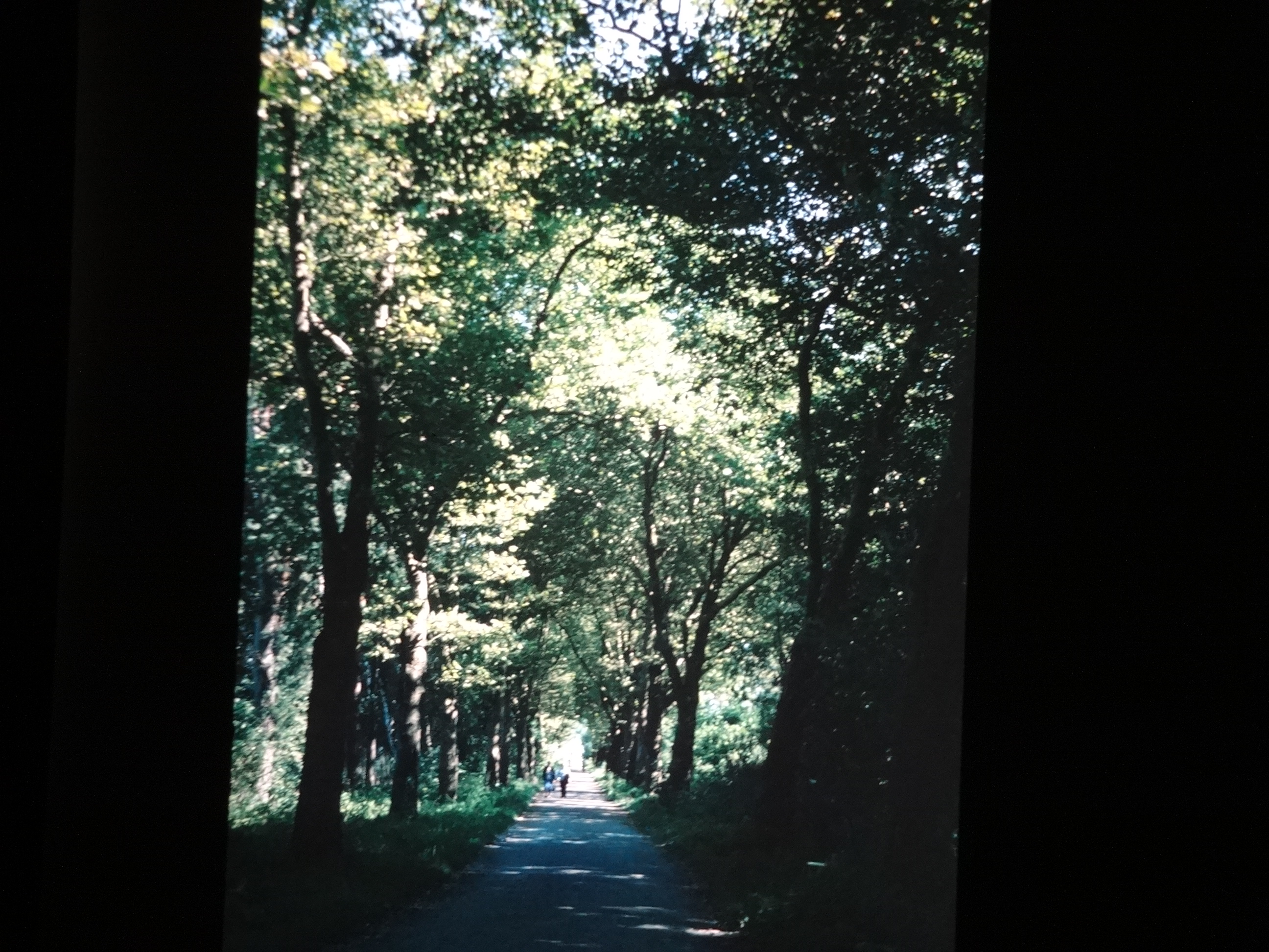 1993_bodensee300___von_Ordner___1993_pellworm_bodens_tina