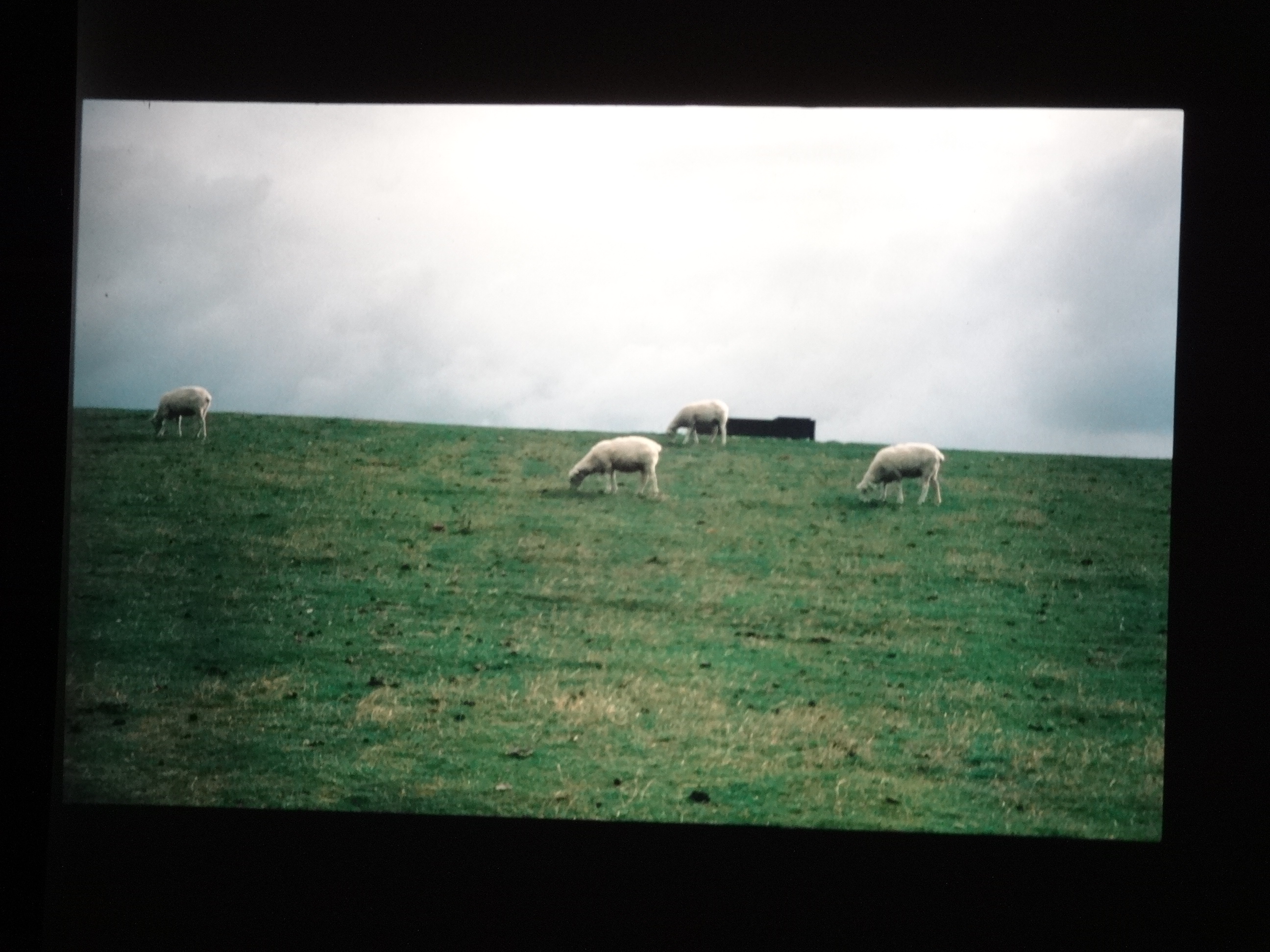 1993_pellworm040___von_Ordner___1993_pellworm_bodens_tina