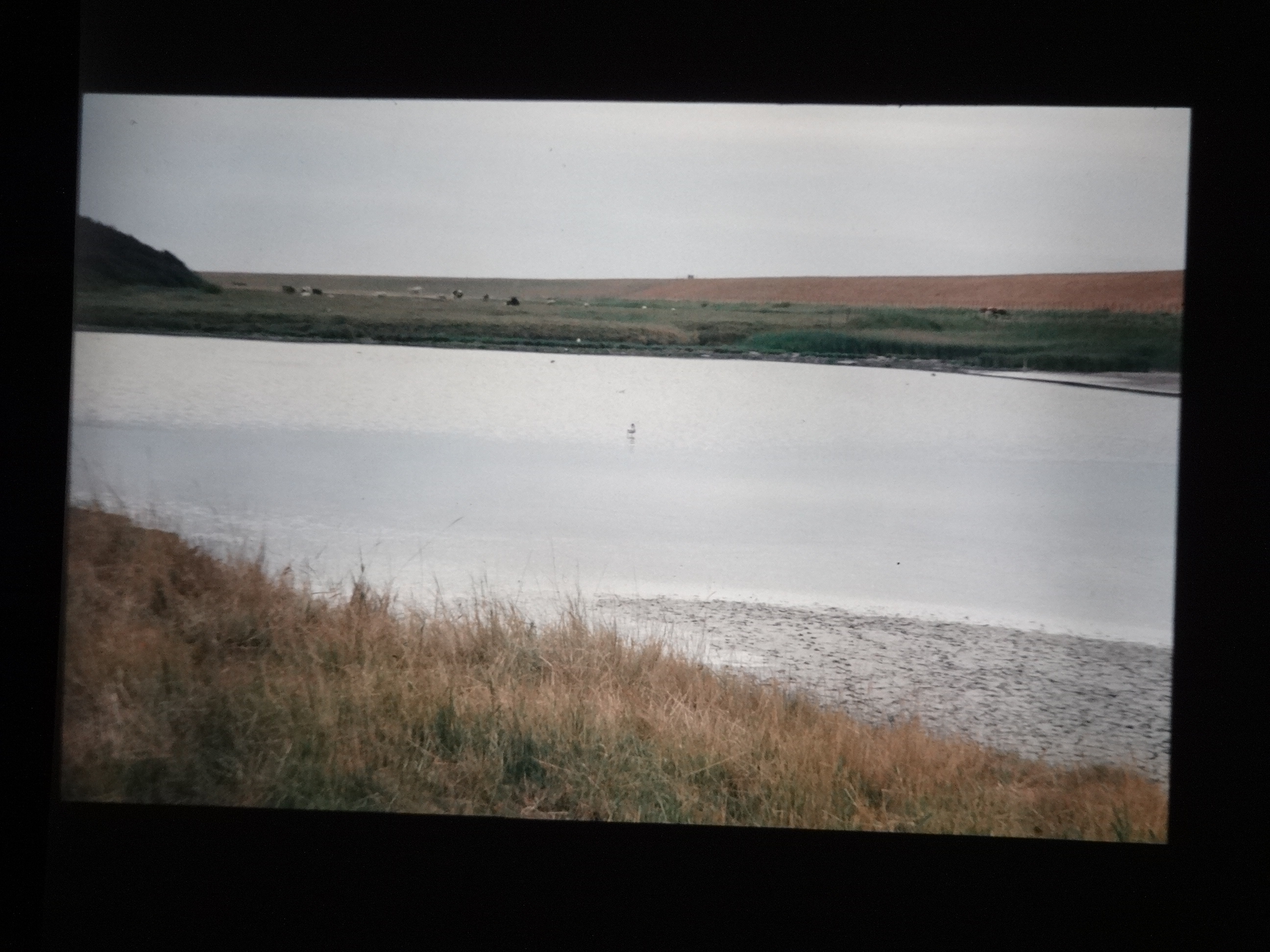 1993_pellworm050___von_Ordner___1993_pellworm_bodens_tina