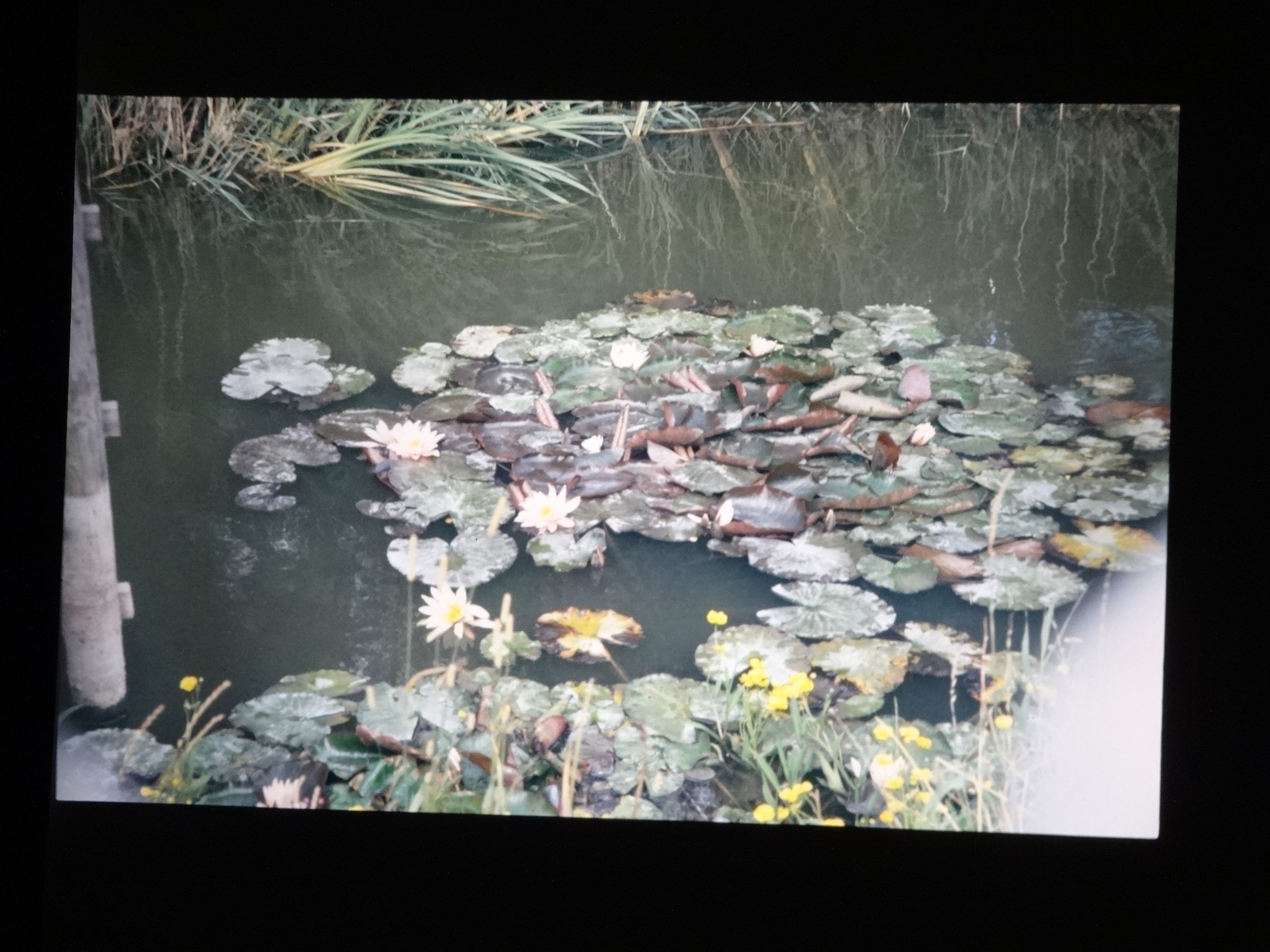 1993_pellworm150___von_Ordner___1993_pellworm_bodens_tina