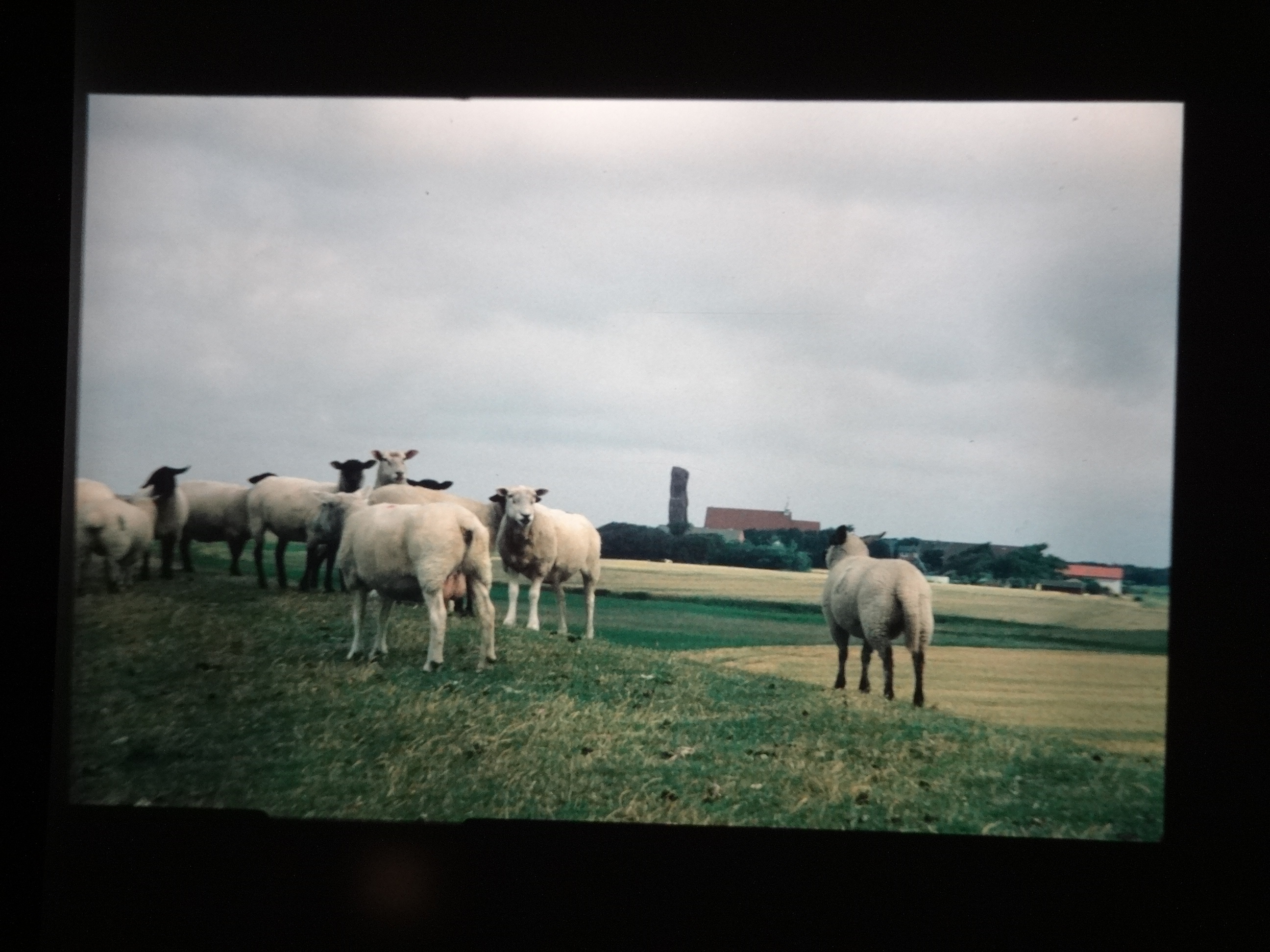 1993_pellworm220___von_Ordner___1993_pellworm_bodens_tina