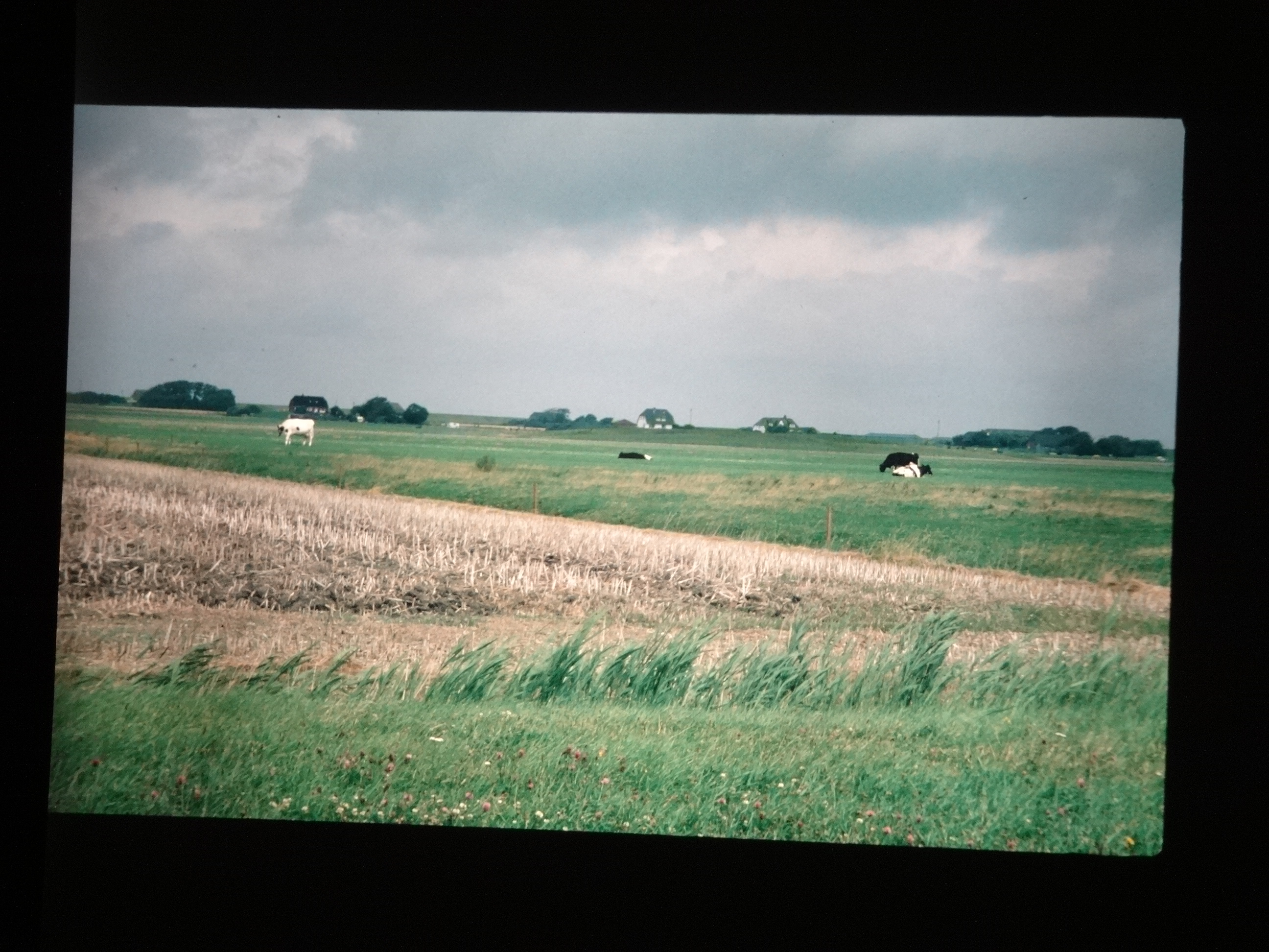 1993_pellworm290___von_Ordner___1993_pellworm_bodens_tina