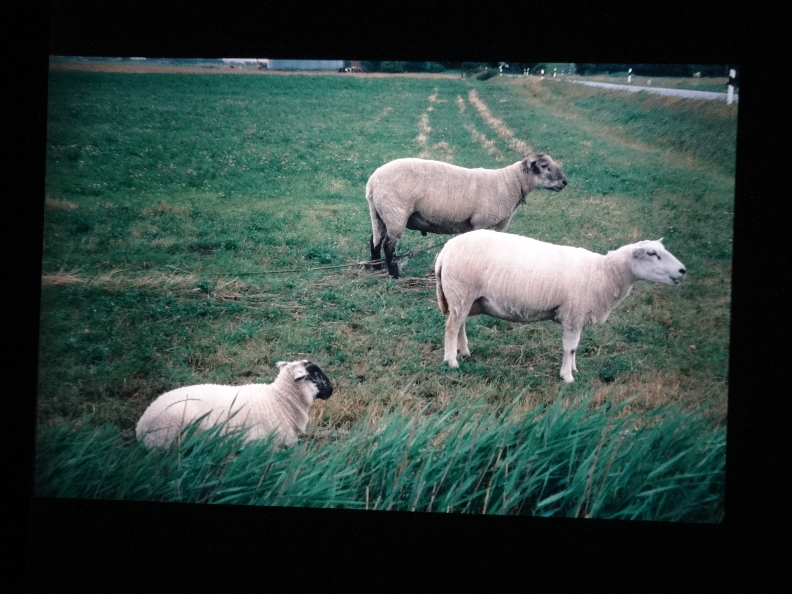 1993_pellworm320___von_Ordner___1993_pellworm_bodens_tina