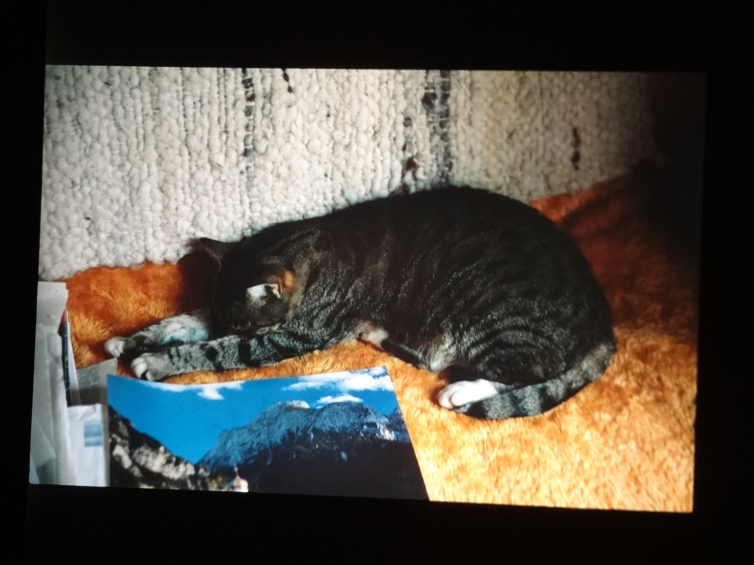 1993_tina10___von_Ordner___1993_pellworm_bodens_tina