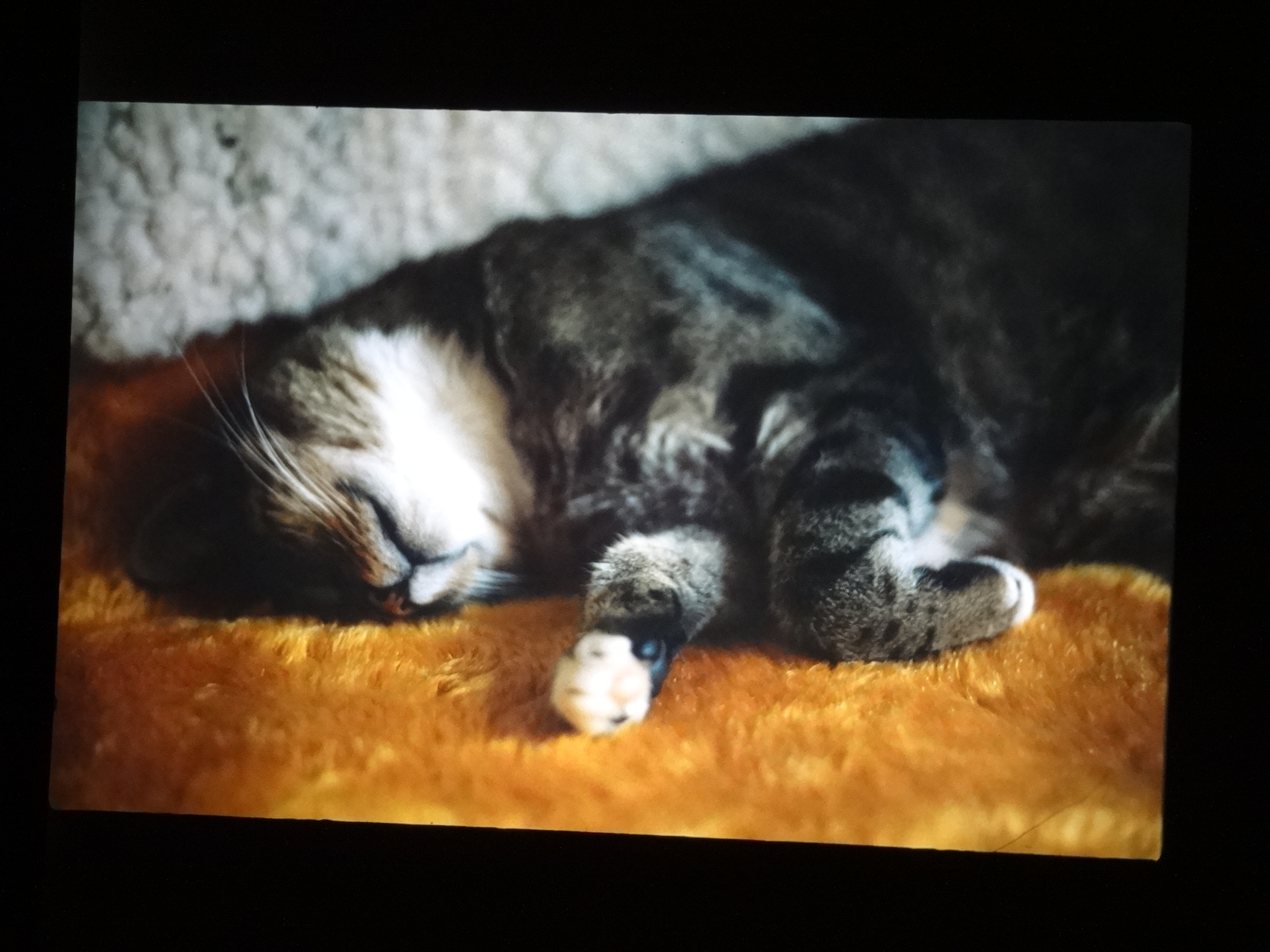 1993_tina30___von_Ordner___1993_pellworm_bodens_tina