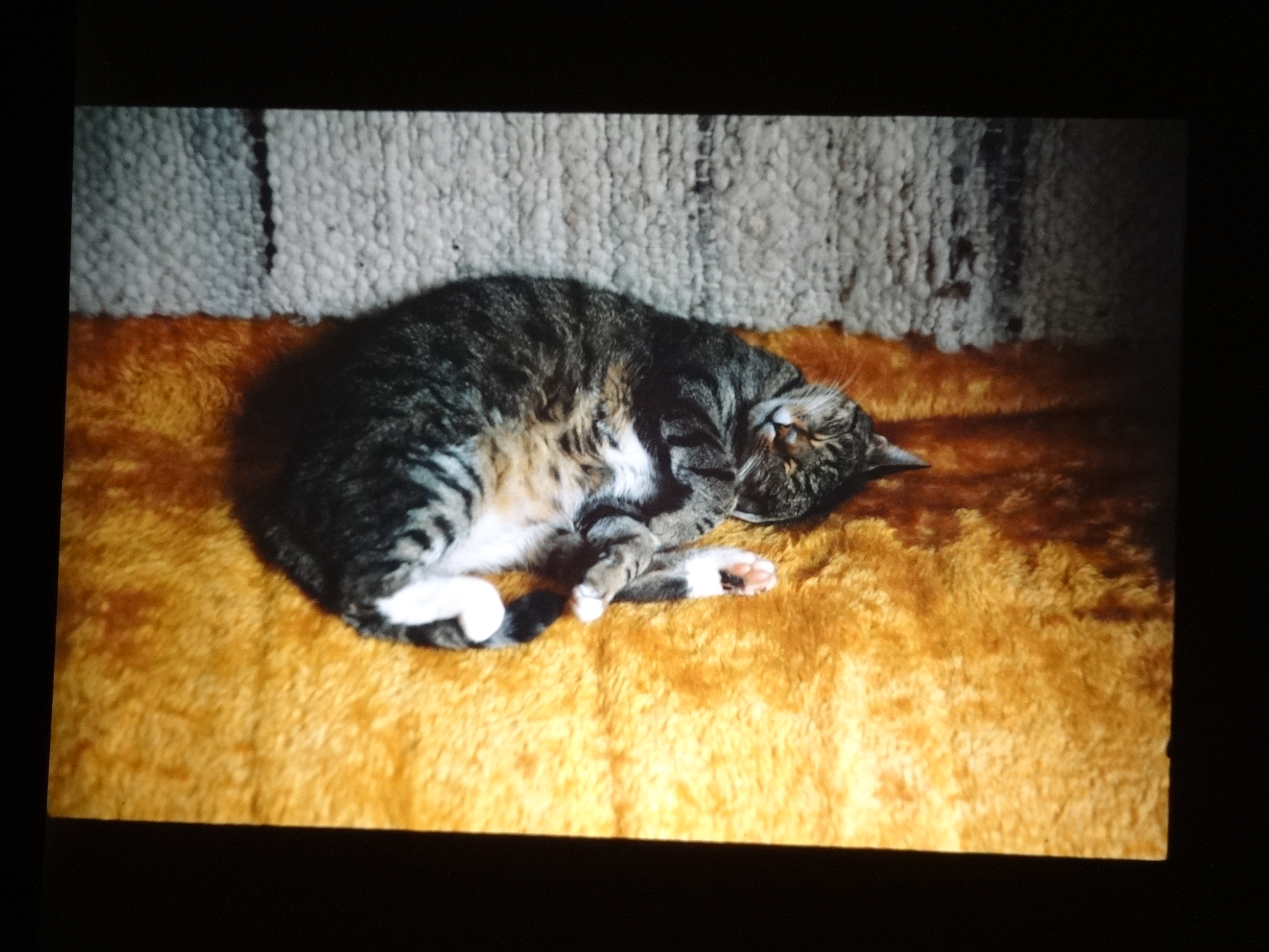 1993_tina40___von_Ordner___1993_pellworm_bodens_tina