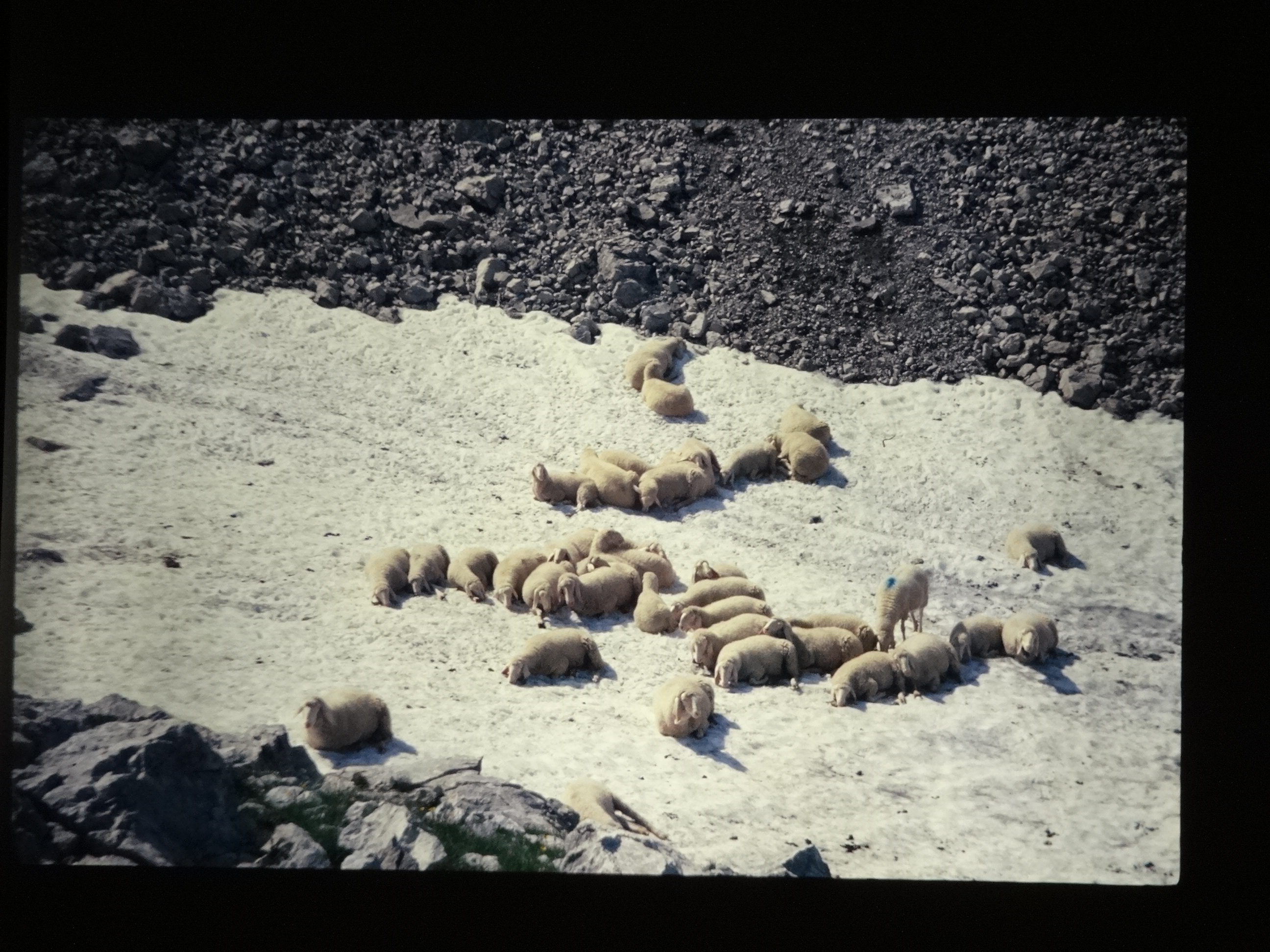 1994_schoppernaus180___von_Ordner___1994_dias_glacier_schoppernau