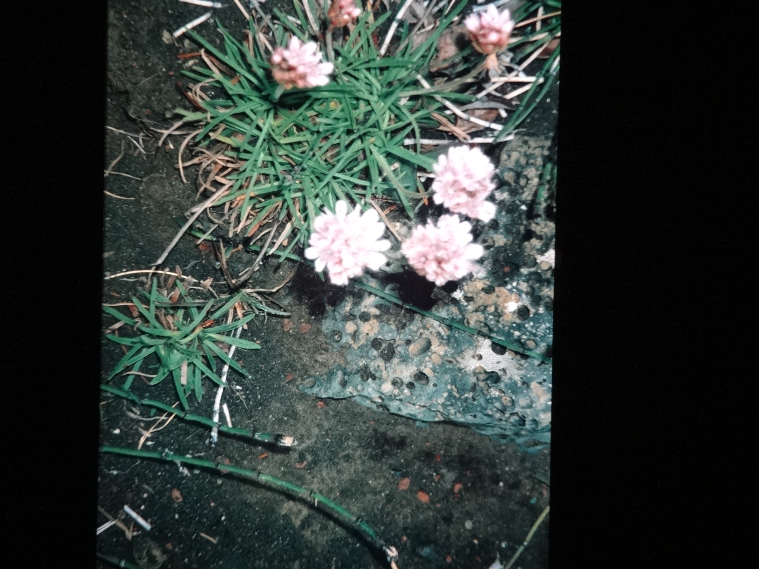 1995_brixe_nordland760___von_Ordner___1995_brixe_nordland