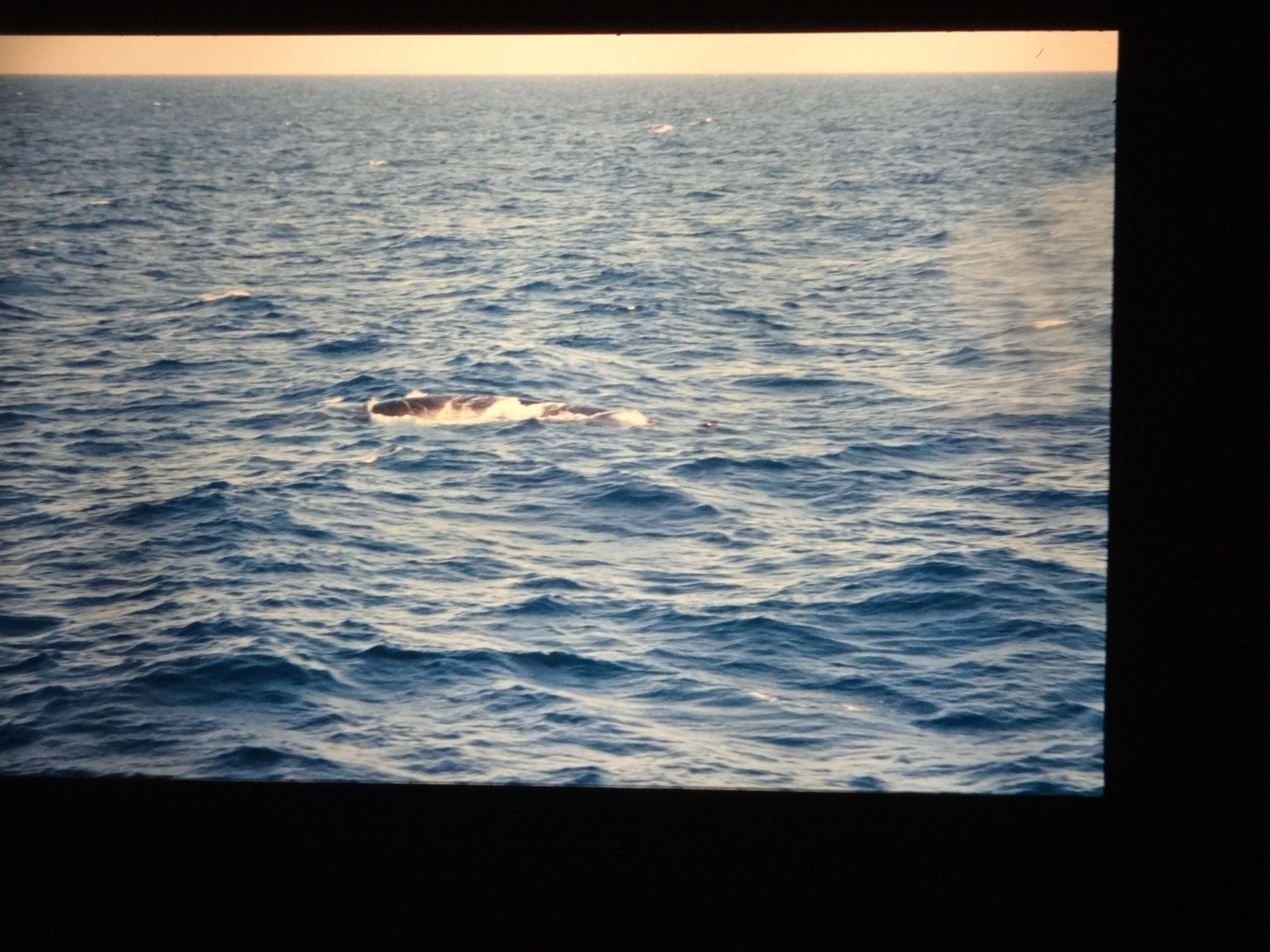 1995_brixe_nordland980___von_Ordner___1995_brixe_nordland