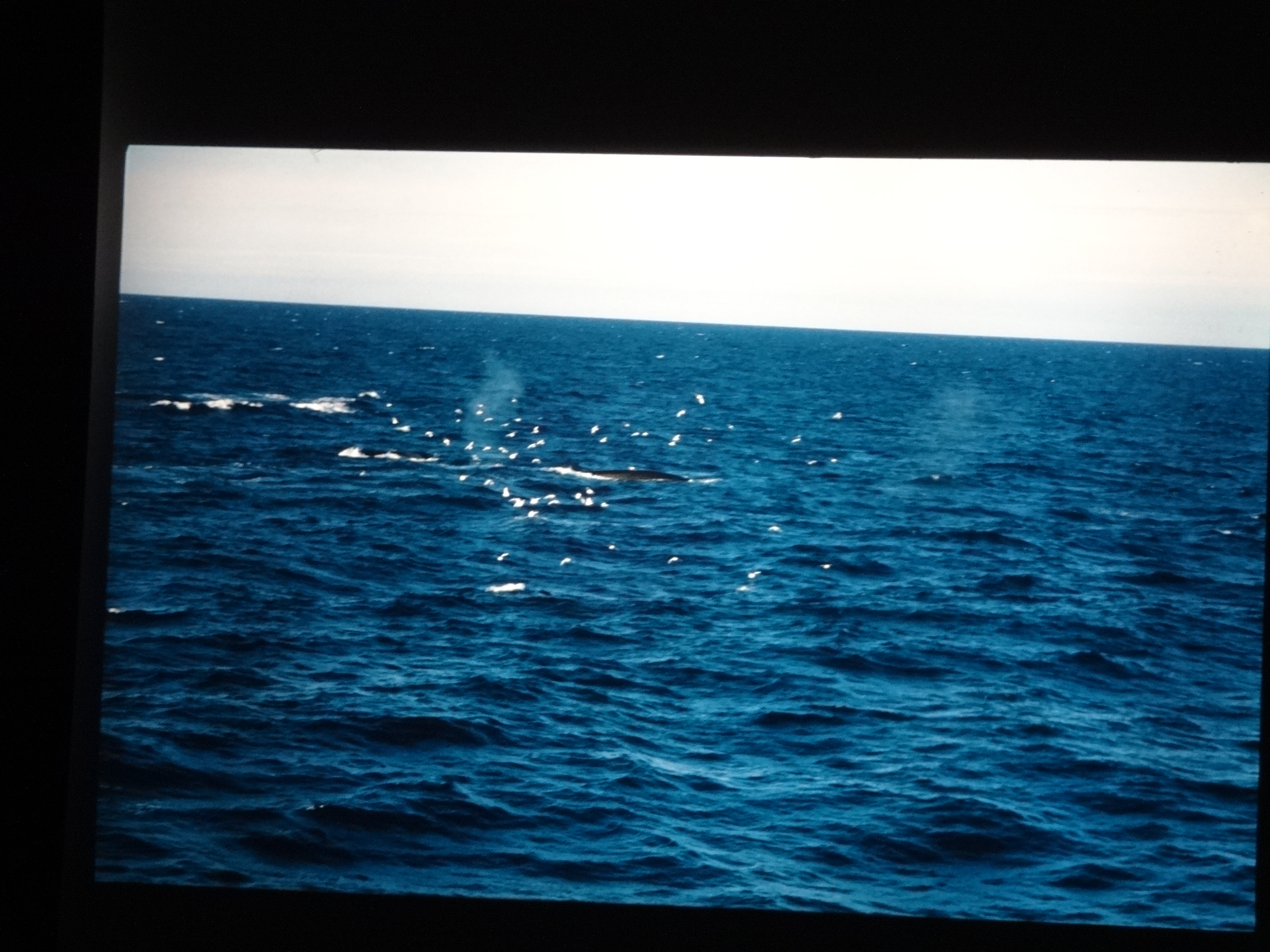 1995b_nordlansreise040___von_Ordner___1995_brixe_nordland