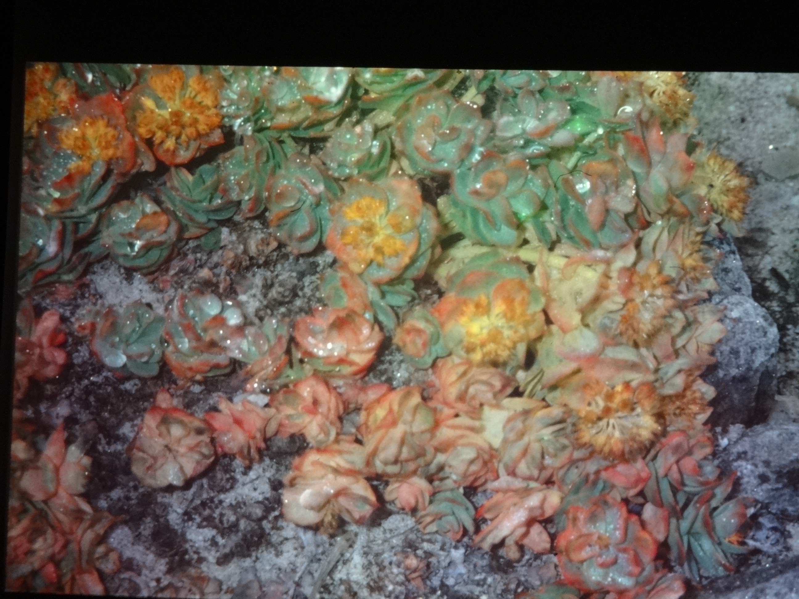 1995b_nordlansreise570___von_Ordner___1995_brixe_nordland