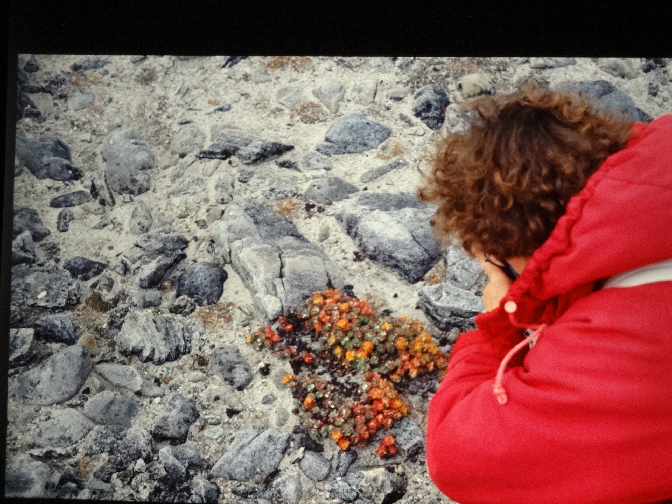 1995b_nordlansreise580___von_Ordner___1995_brixe_nordland