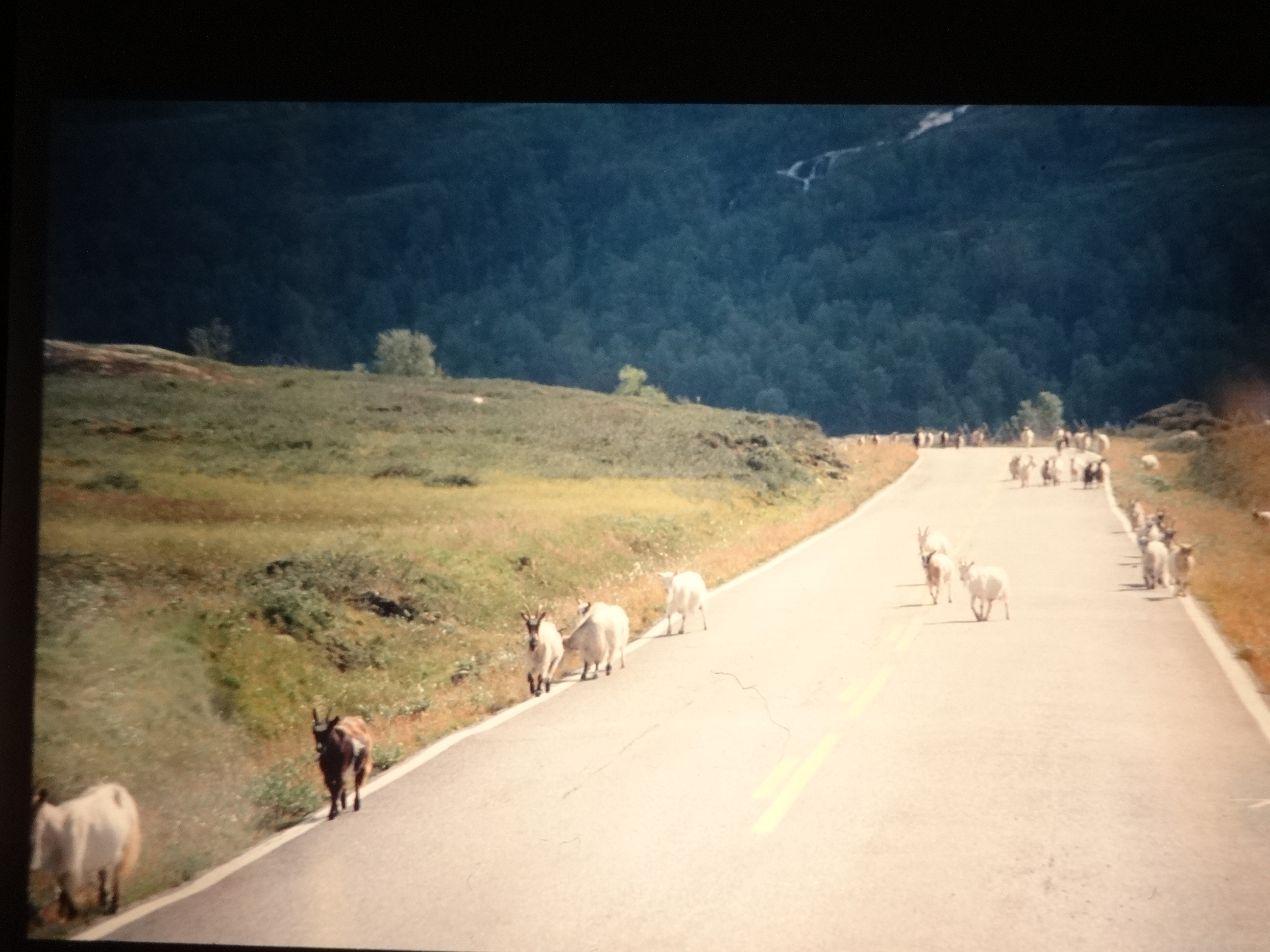 1995b_nordlansreise800___von_Ordner___1995_brixe_nordland