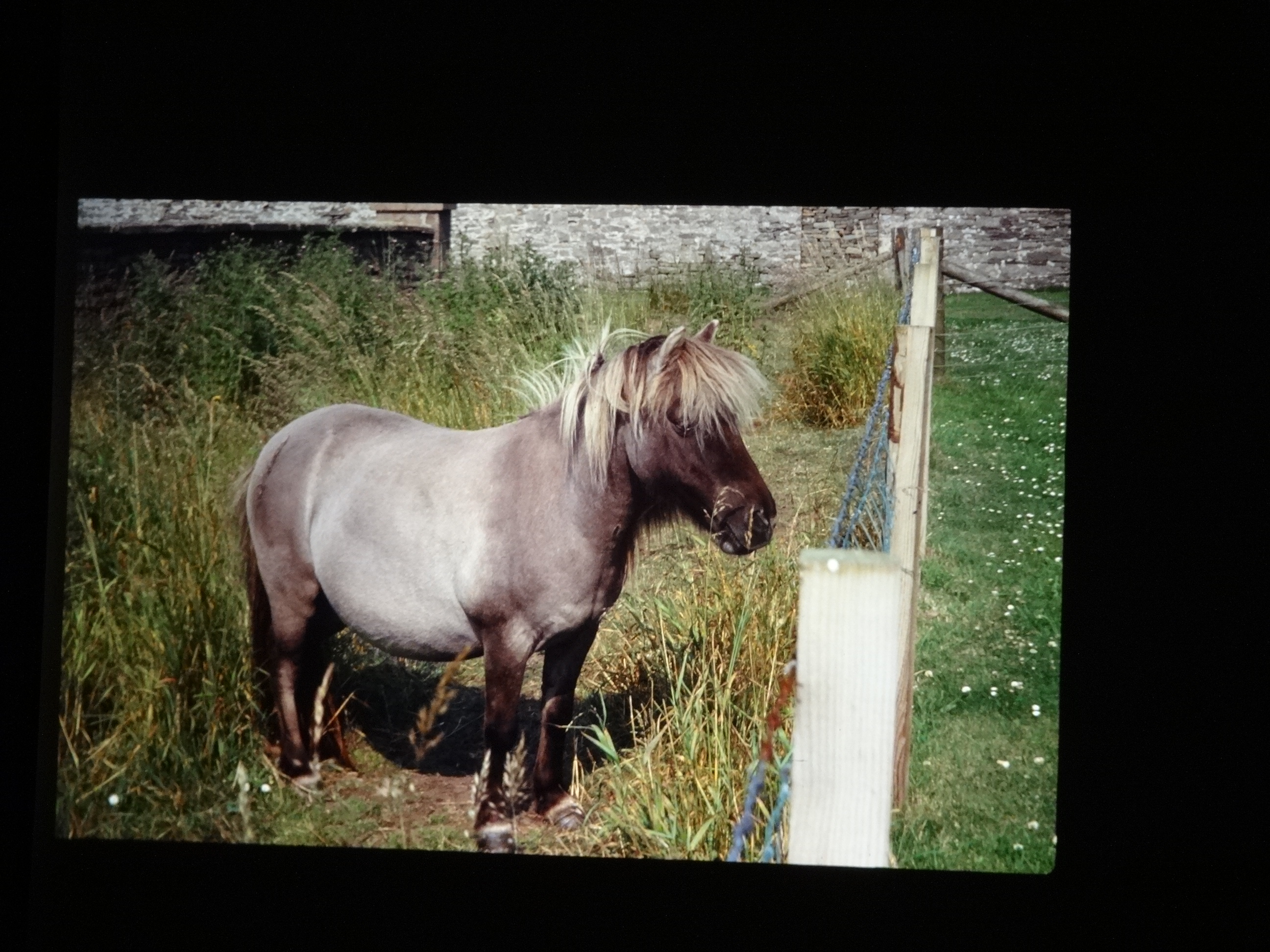 1995brixe_nordlandreise130