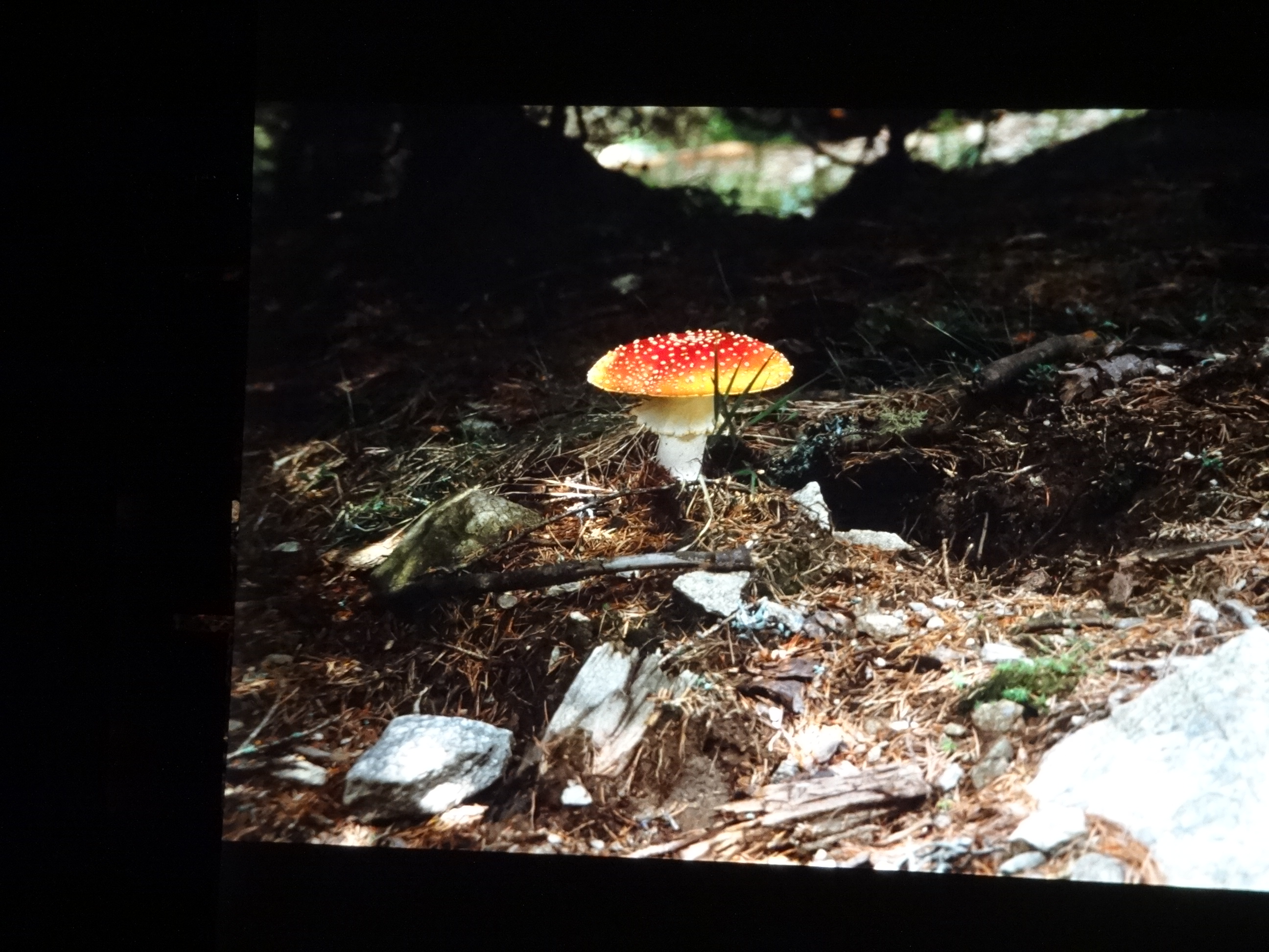 1996_suedtirol_verins100___von_Ordner___1996_dias_suedtirol