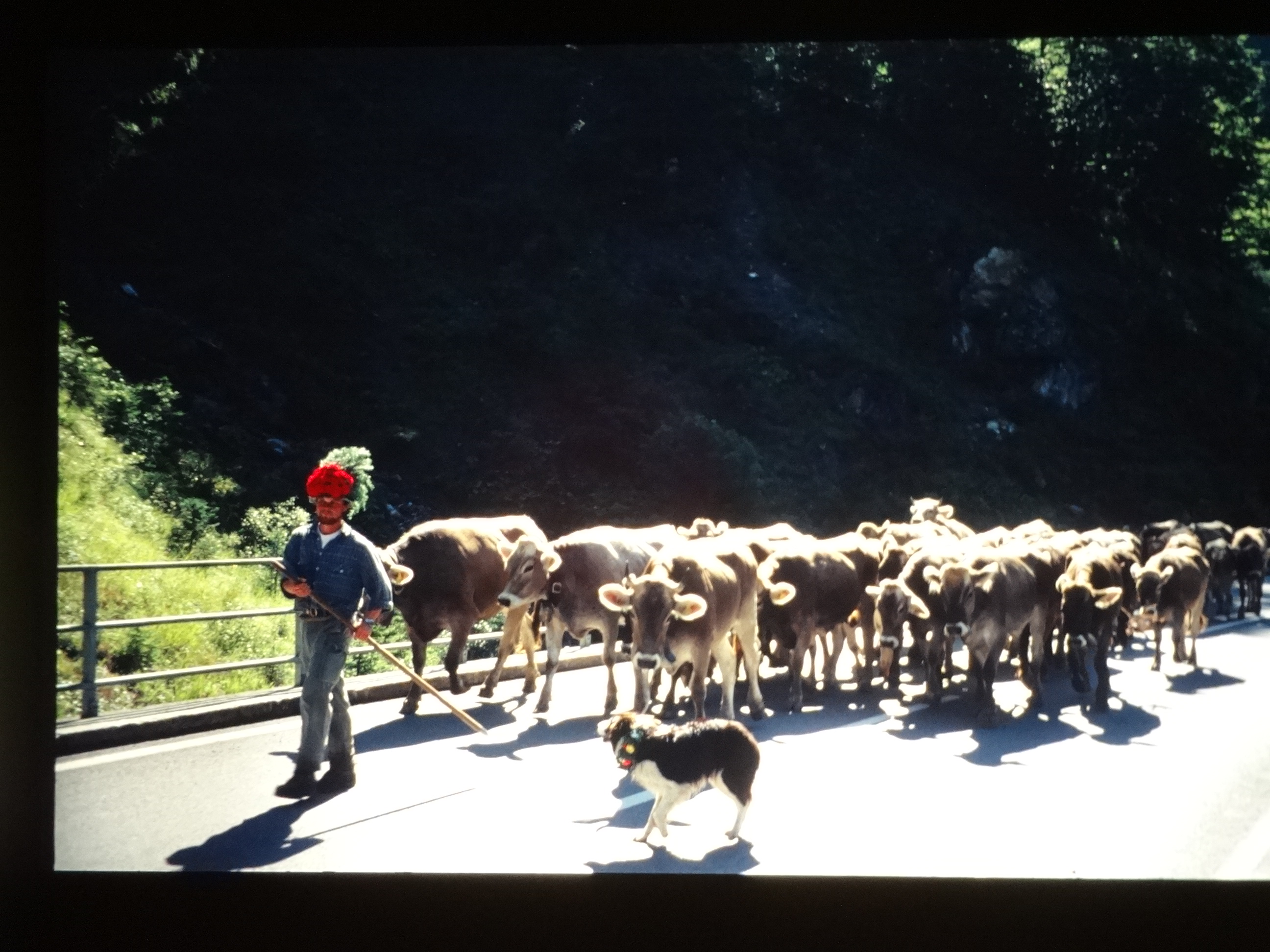 1998_pfronten250___von_Ordner___1998dias_pfronten