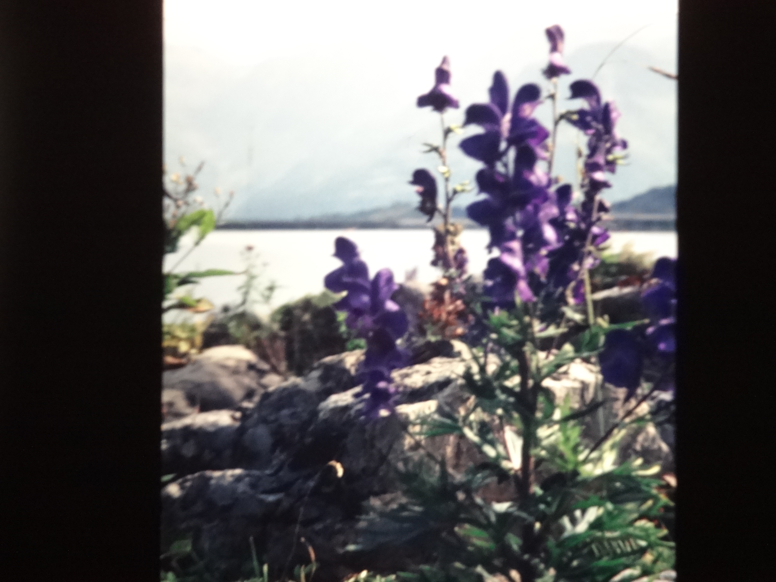 1998_pfronten290___von_Ordner___1998dias_pfronten