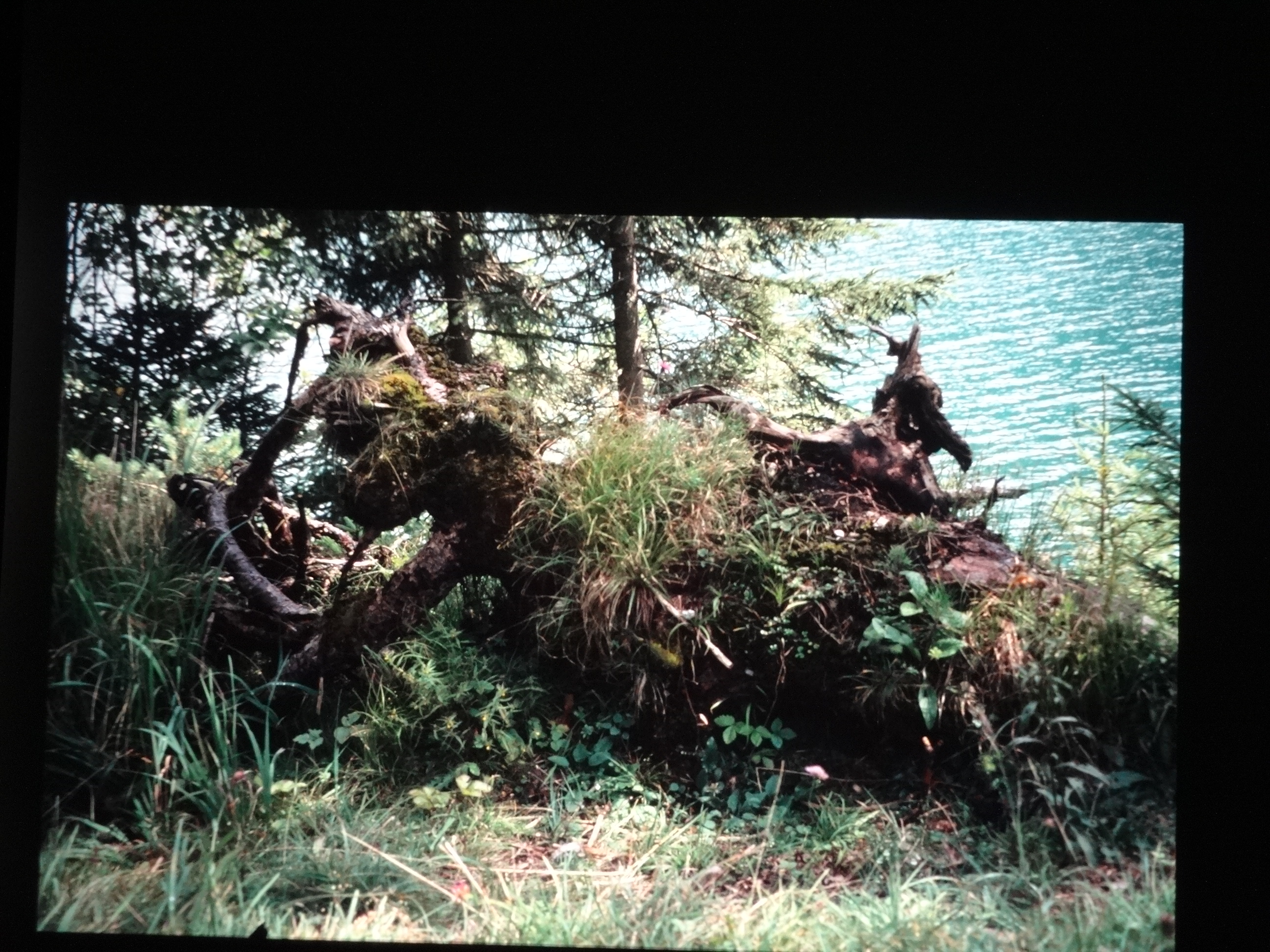 1999heiterwang260___von_Ordner___1999dias_heiterwang