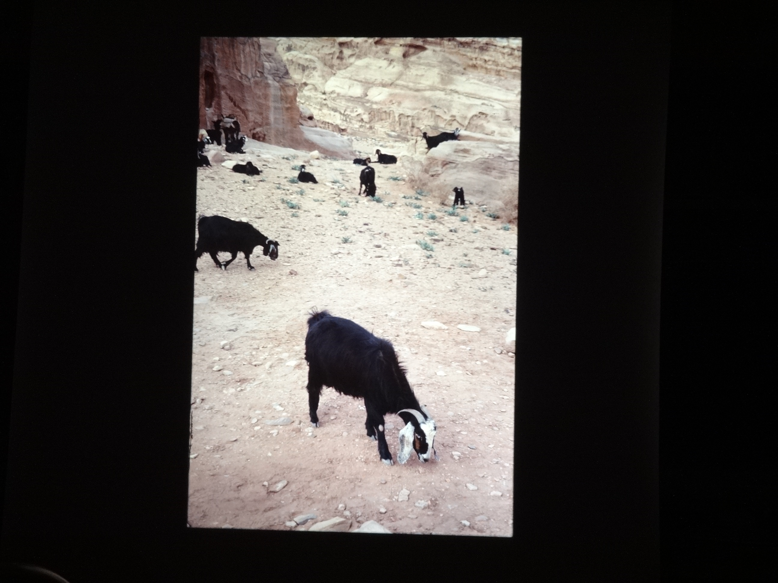 2000thomas_jordanien770___von_Ordner___2000_2001_dias_thomas_jordanien