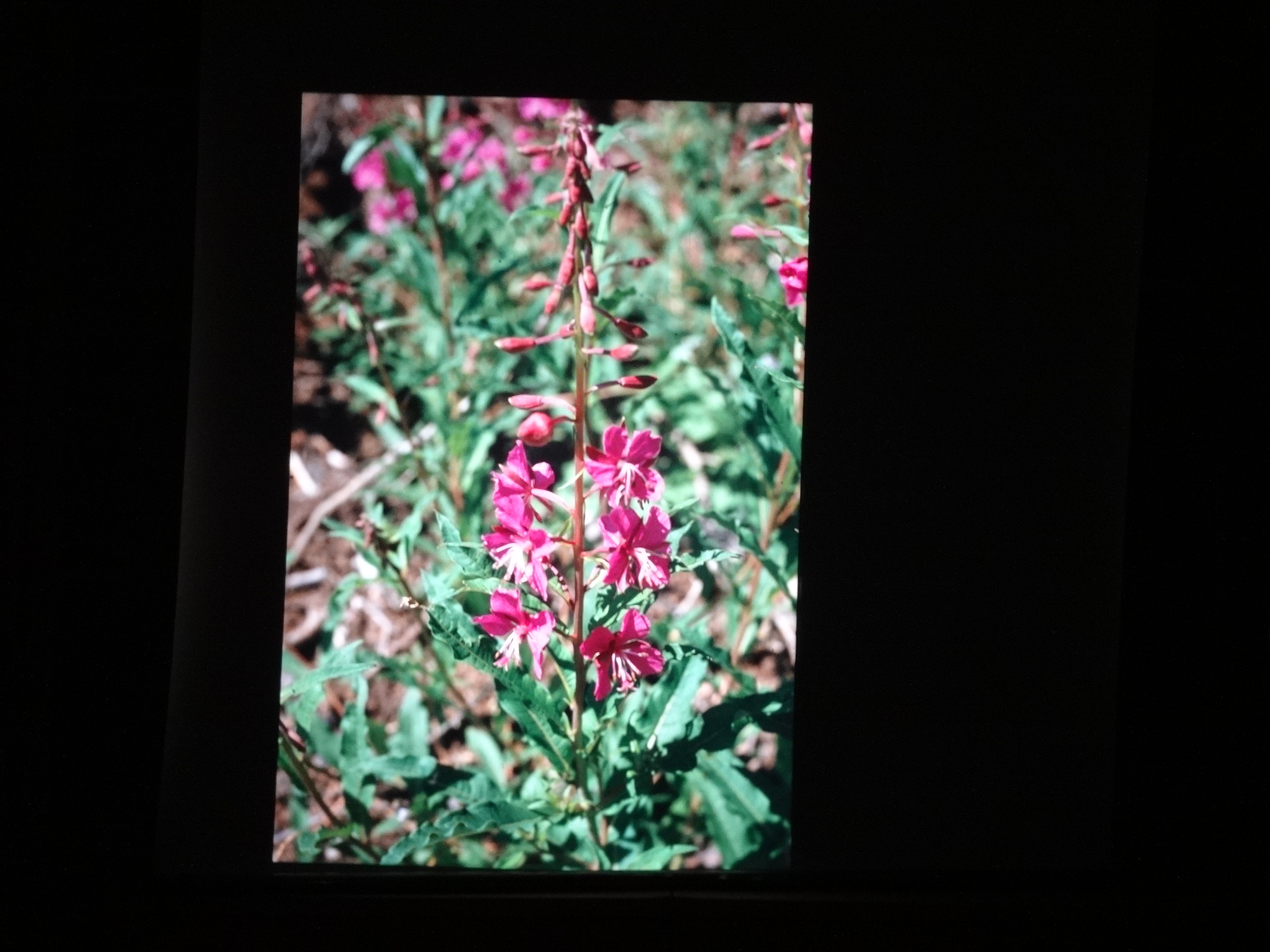 2001_brixe_blumen010___von_Ordner___2001_2002dias_warth_blumen