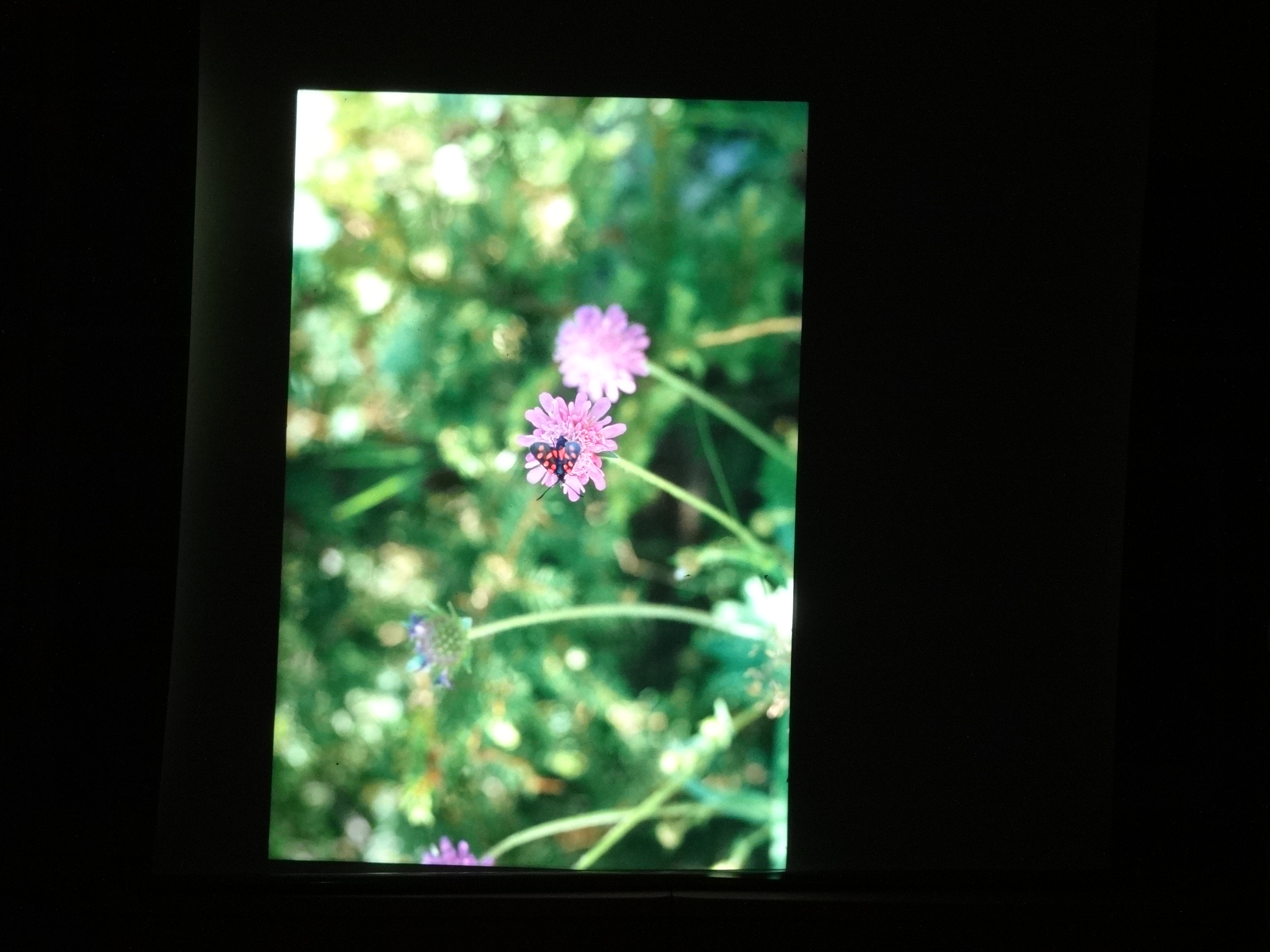 2001_brixe_blumen020___von_Ordner___2001_2002dias_warth_blumen