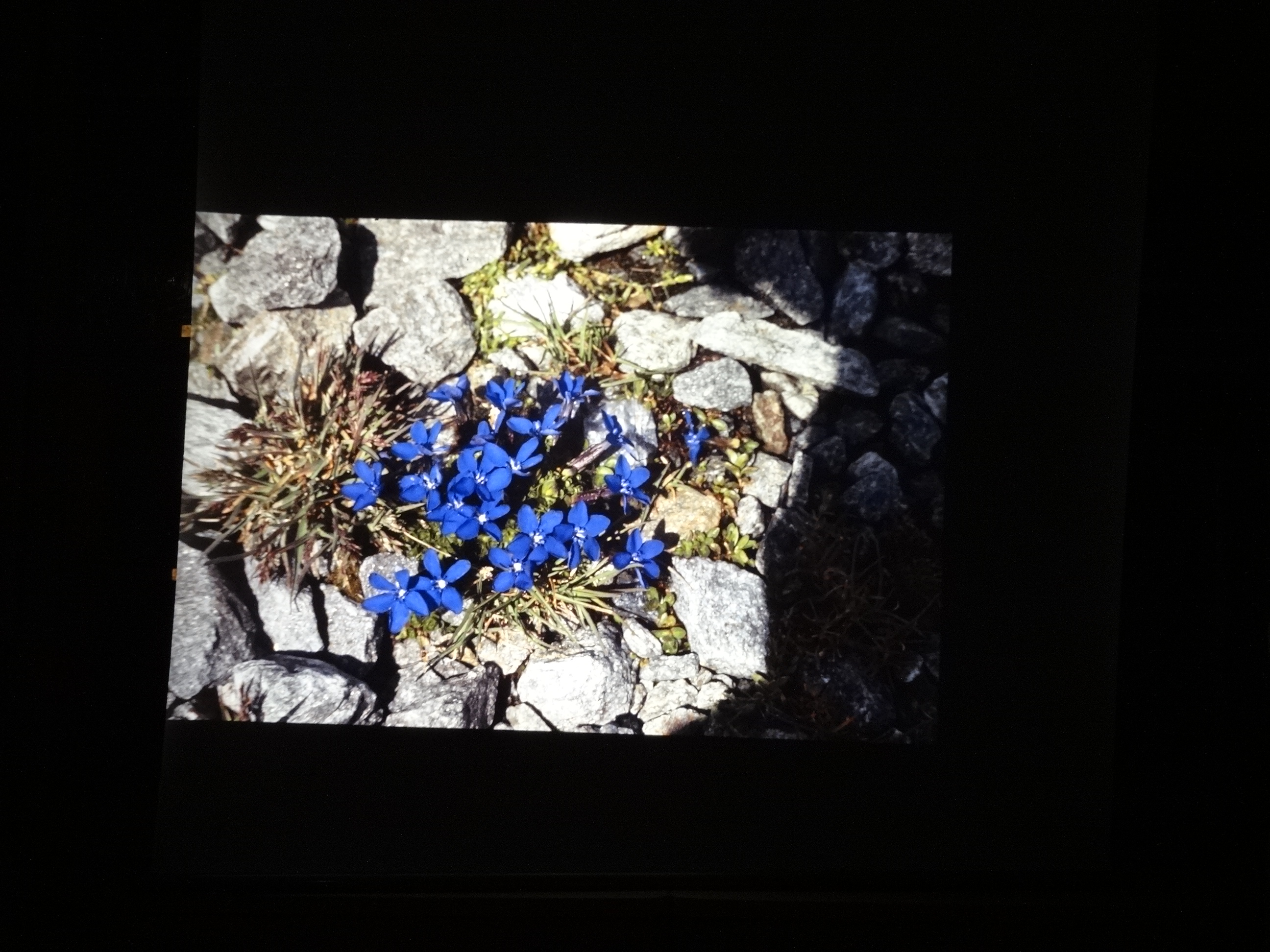 2001_brixe_blumen030___von_Ordner___2001_2002dias_warth_blumen