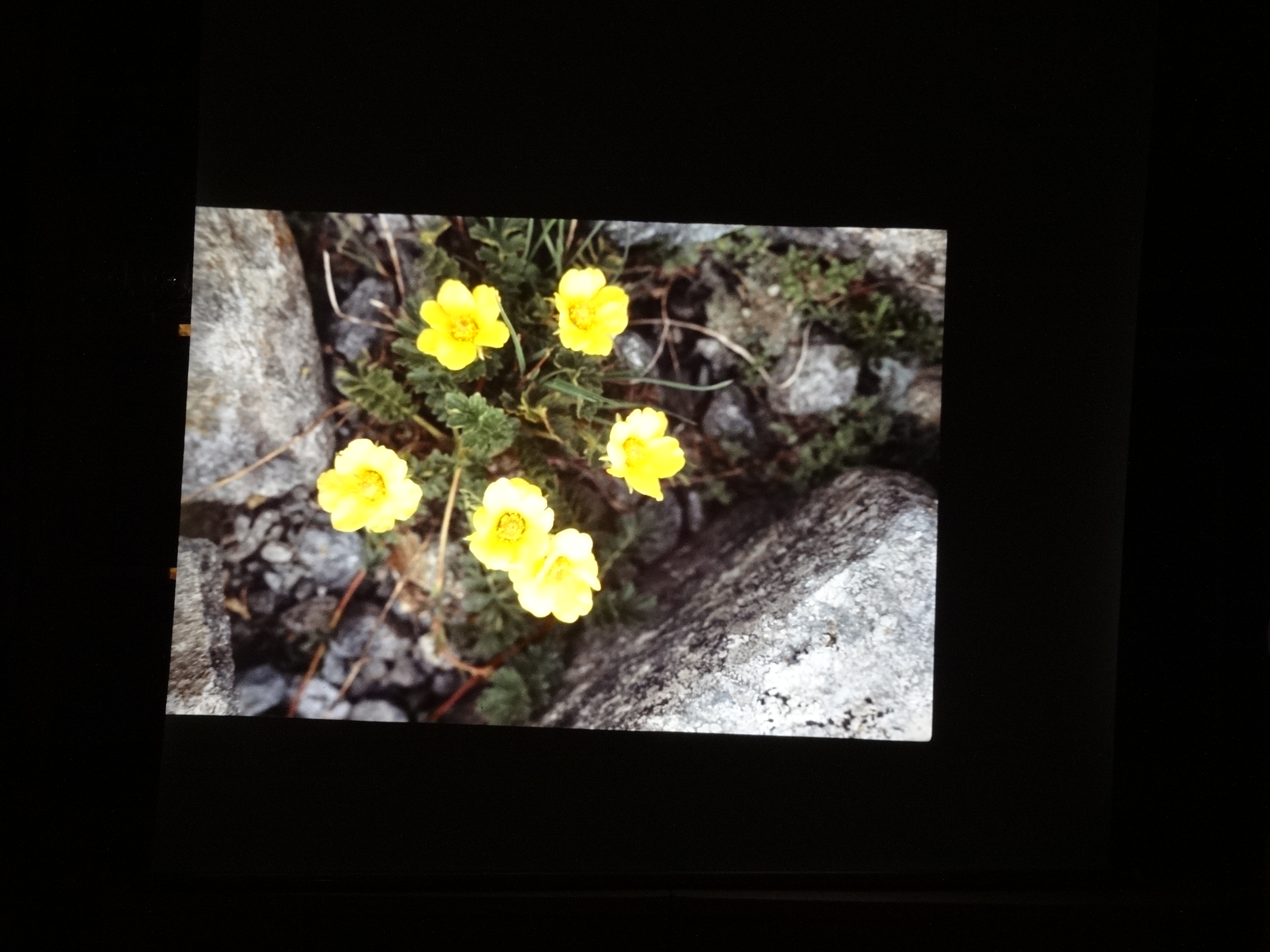 2001_brixe_blumen040___von_Ordner___2001_2002dias_warth_blumen