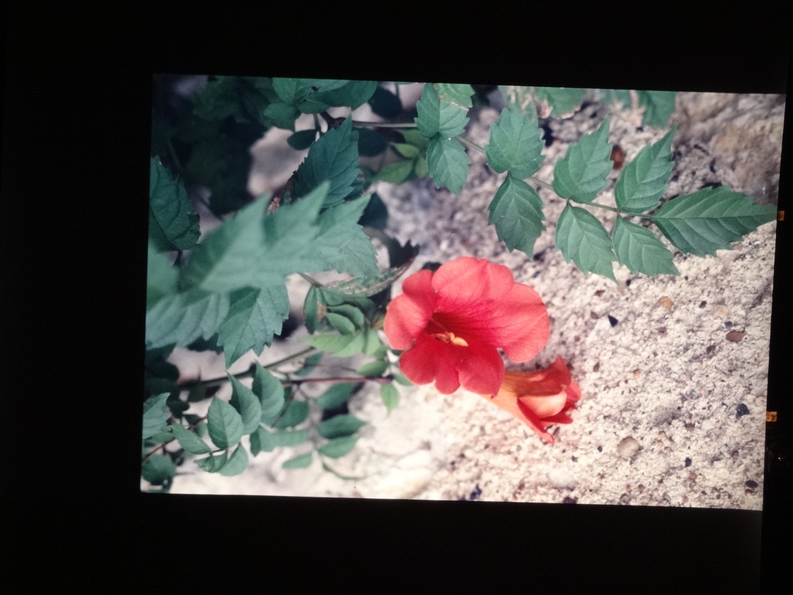 2001_brixe_blumen050___von_Ordner___2001_2002dias_warth_blumen