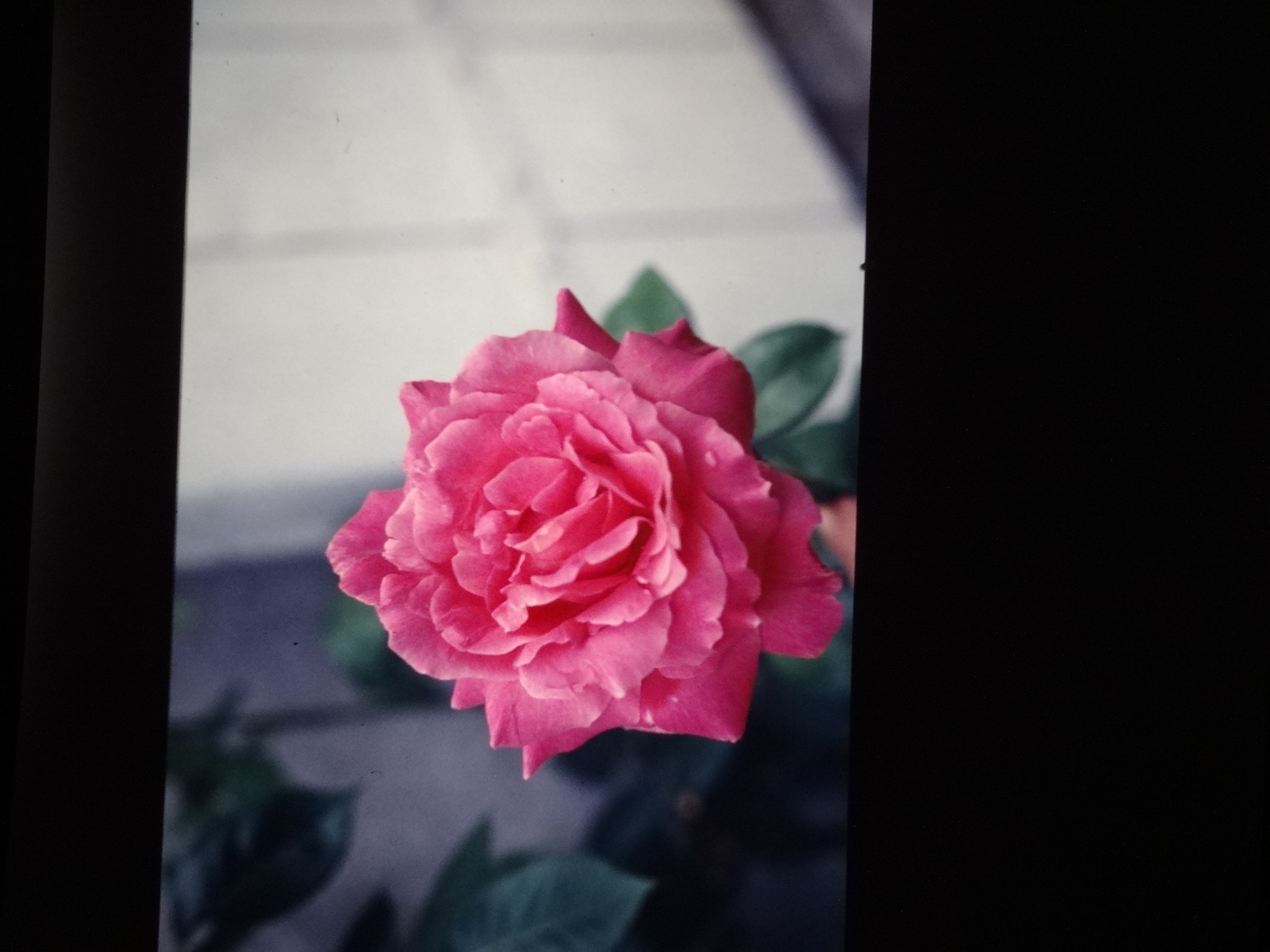 2001_brixe_blumen060___von_Ordner___2001_2002dias_warth_blumen