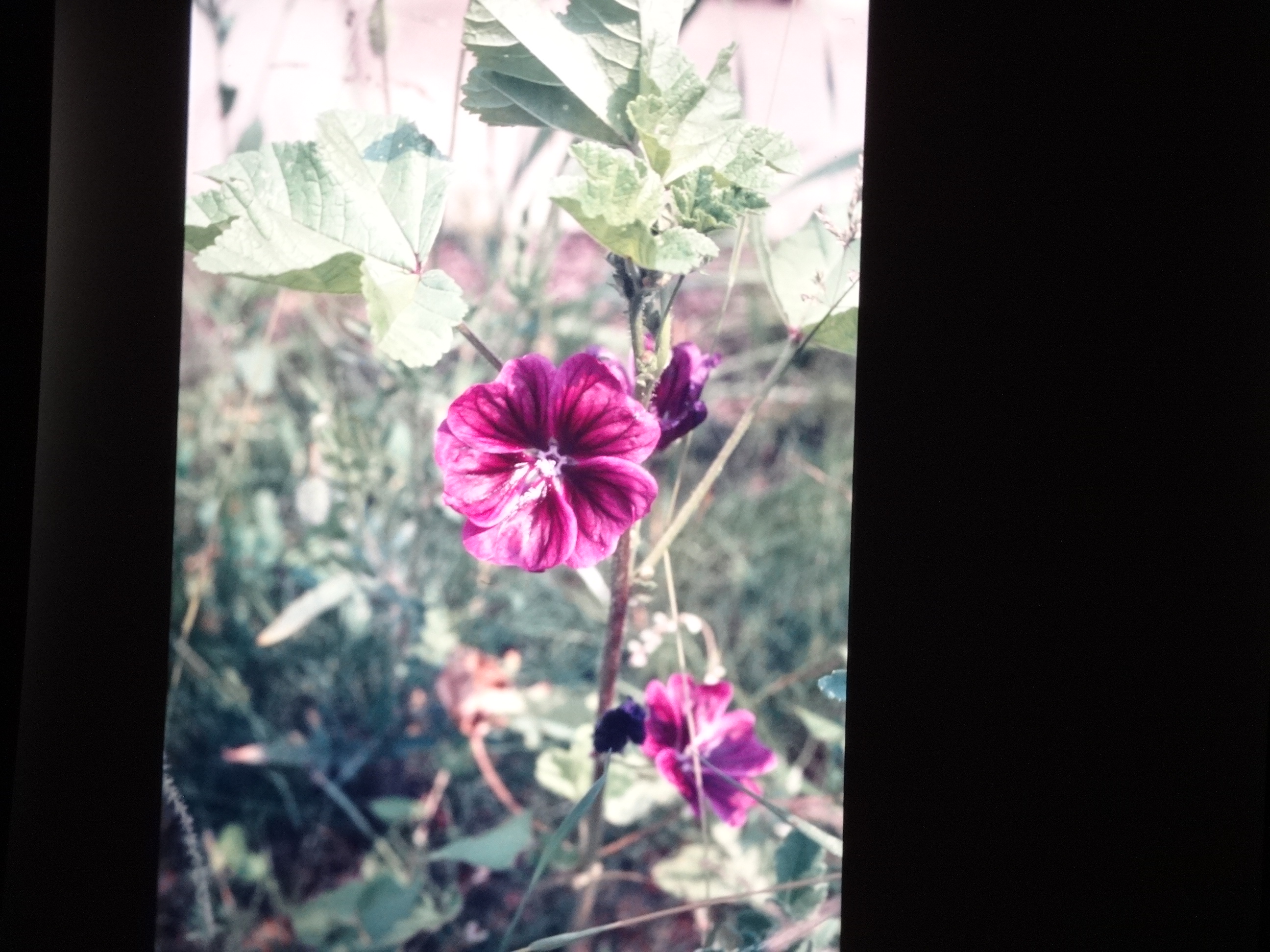 2001_brixe_blumen070___von_Ordner___2001_2002dias_warth_blumen