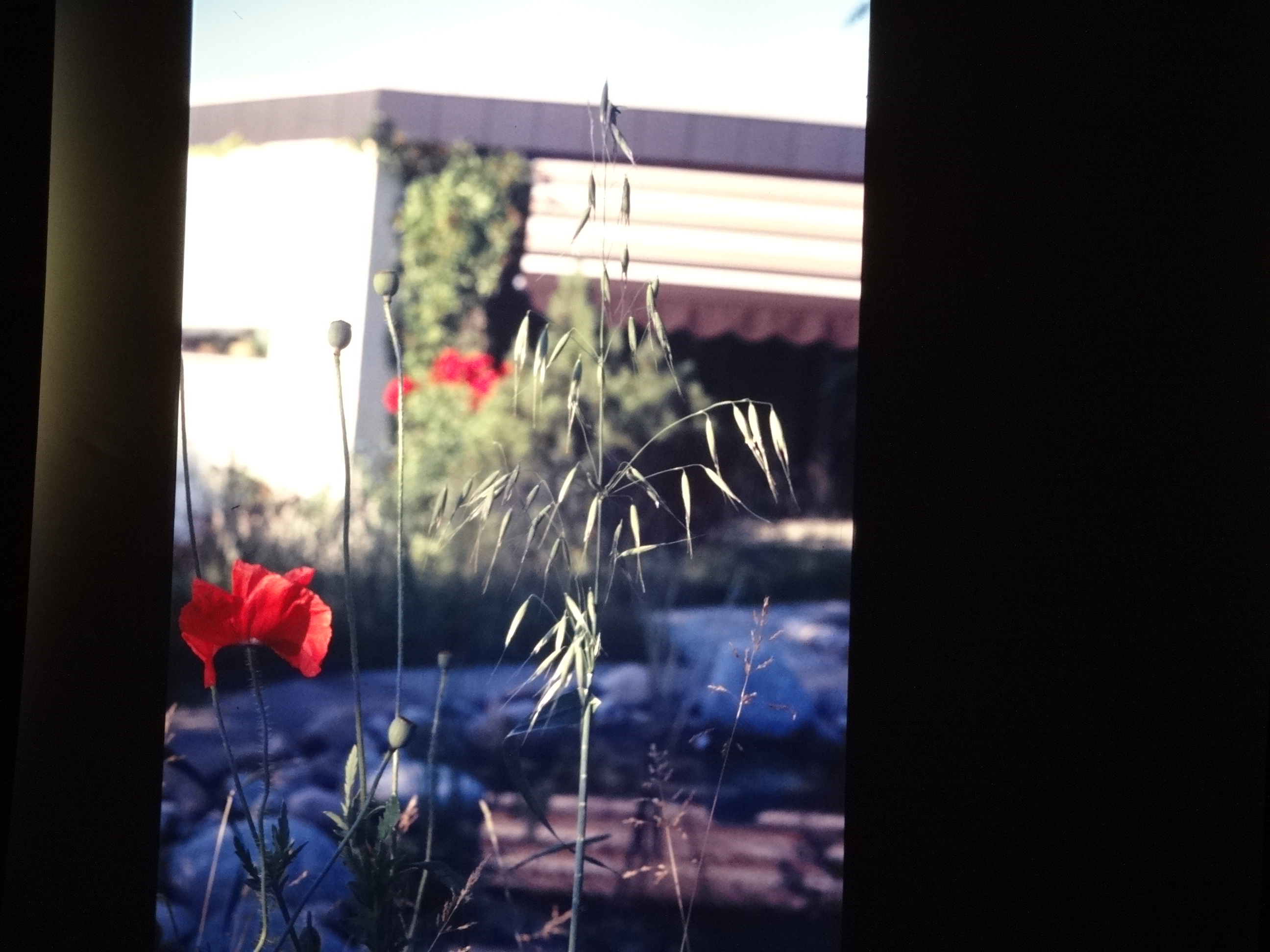 2001_brixe_blumen080___von_Ordner___2001_2002dias_warth_blumen