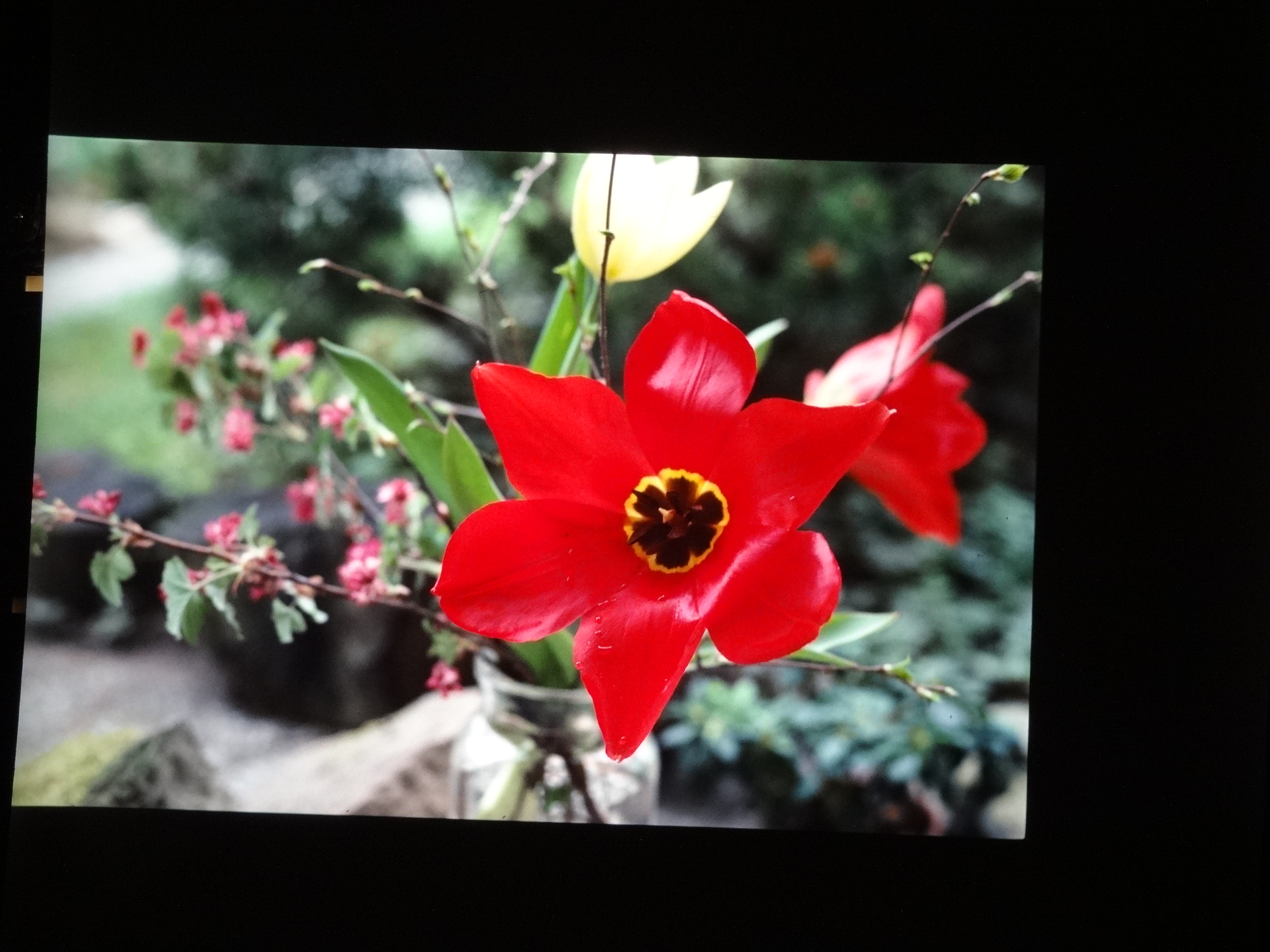 2001_brixe_blumen090___von_Ordner___2001_2002dias_warth_blumen