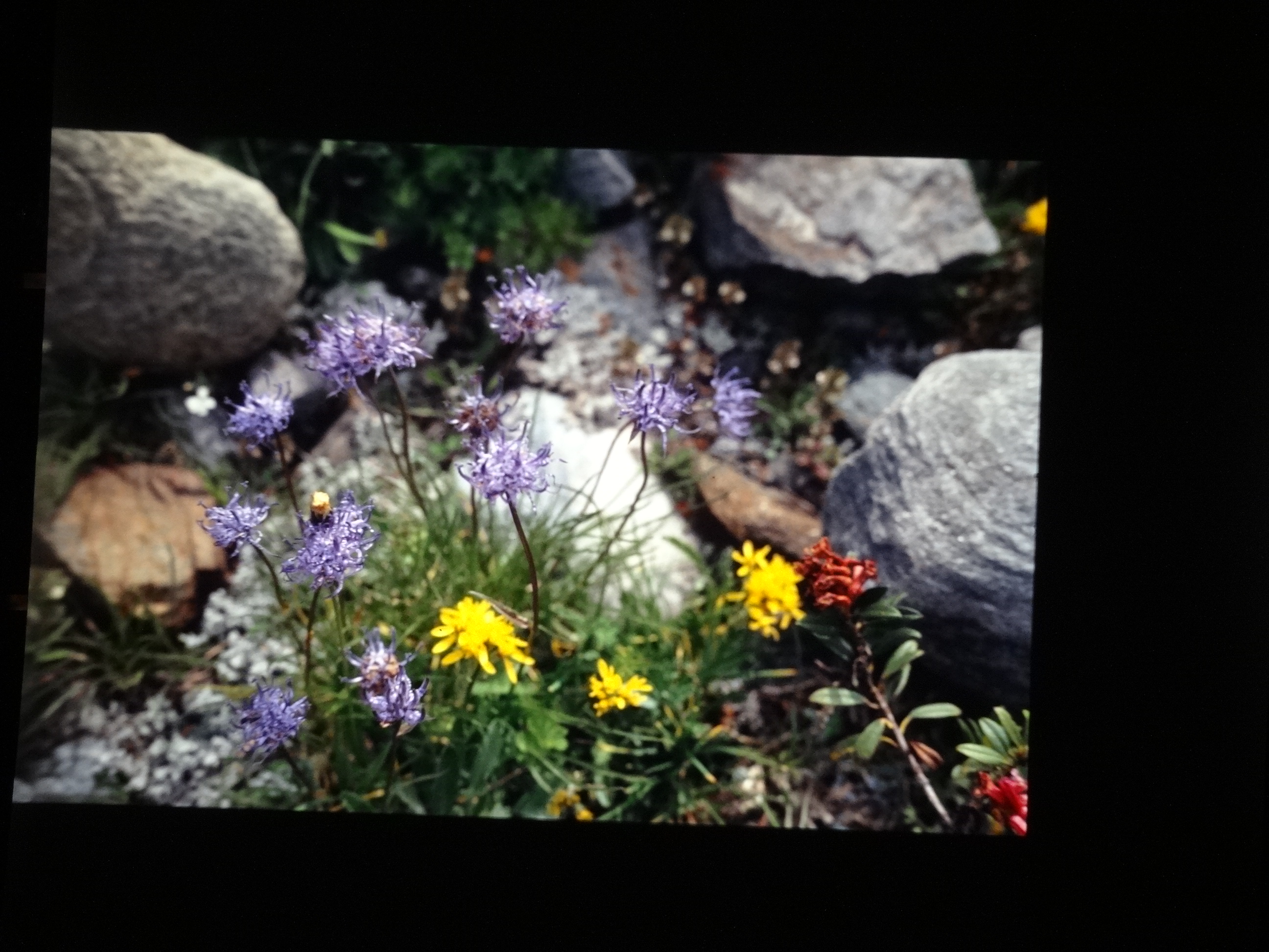 2001_brixe_blumen110___von_Ordner___2001_2002dias_warth_blumen