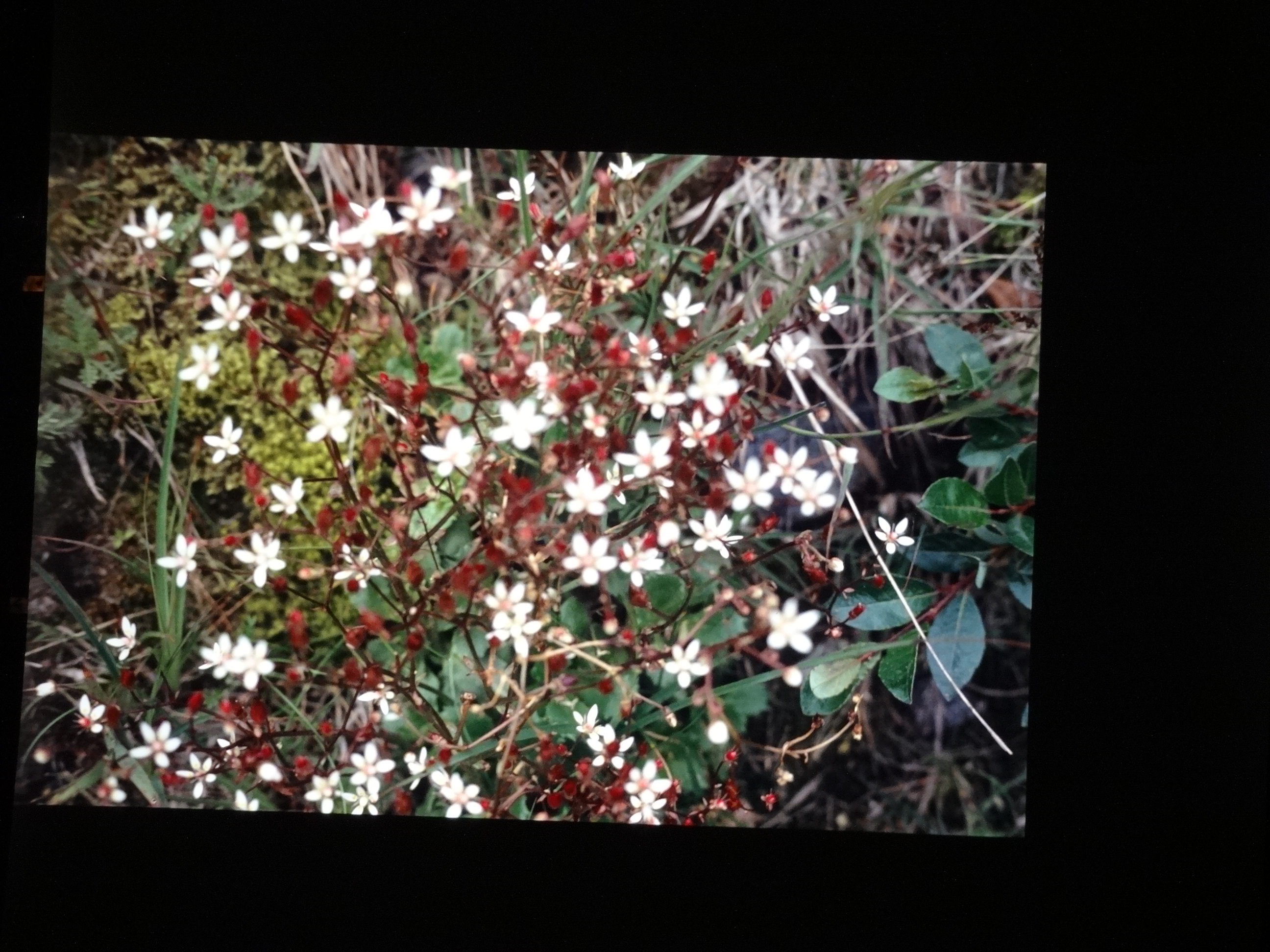 2001_brixe_blumen120___von_Ordner___2001_2002dias_warth_blumen