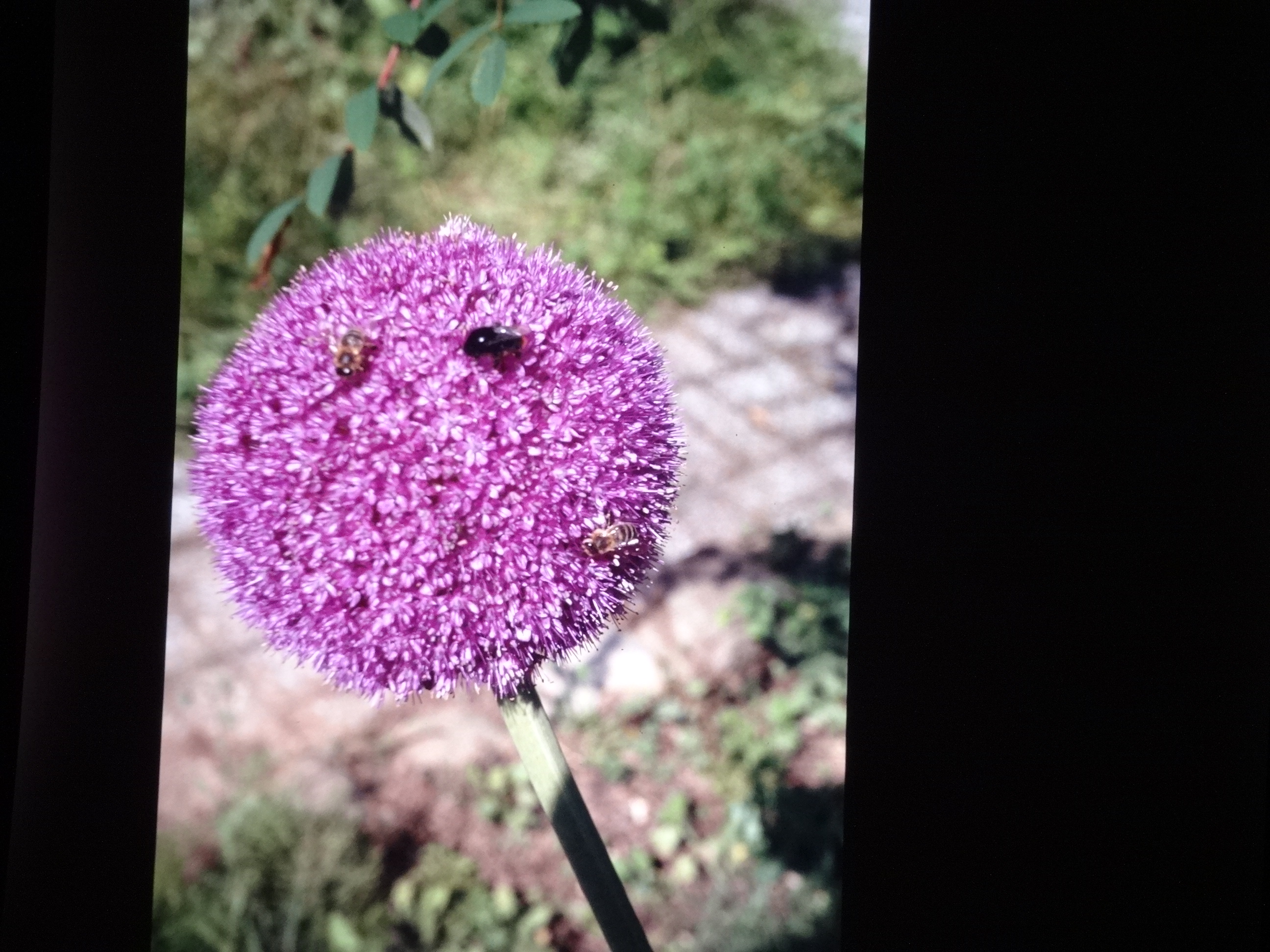 2001_brixe_blumen130___von_Ordner___2001_2002dias_warth_blumen