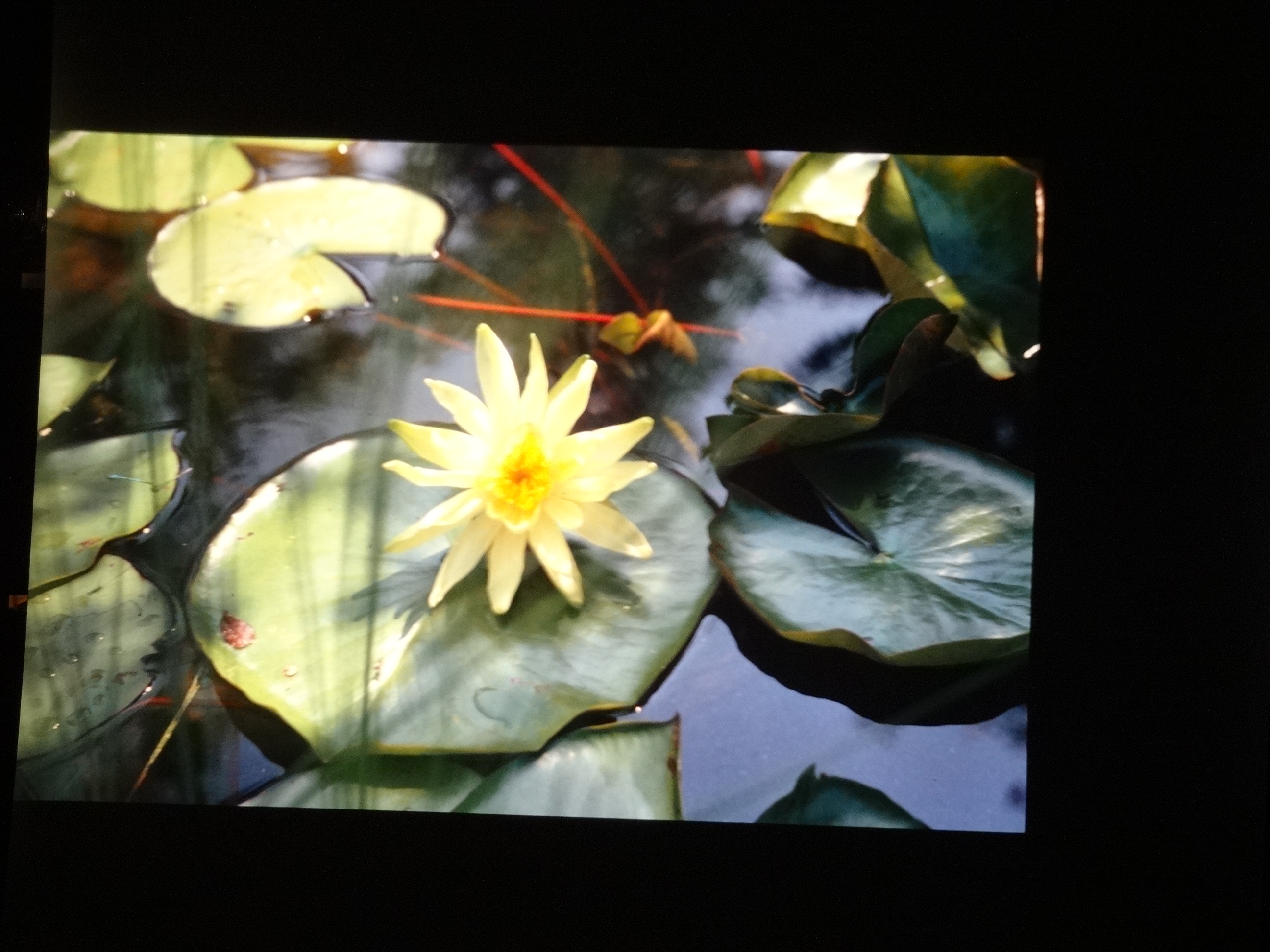 2001_brixe_blumen140___von_Ordner___2001_2002dias_warth_blumen