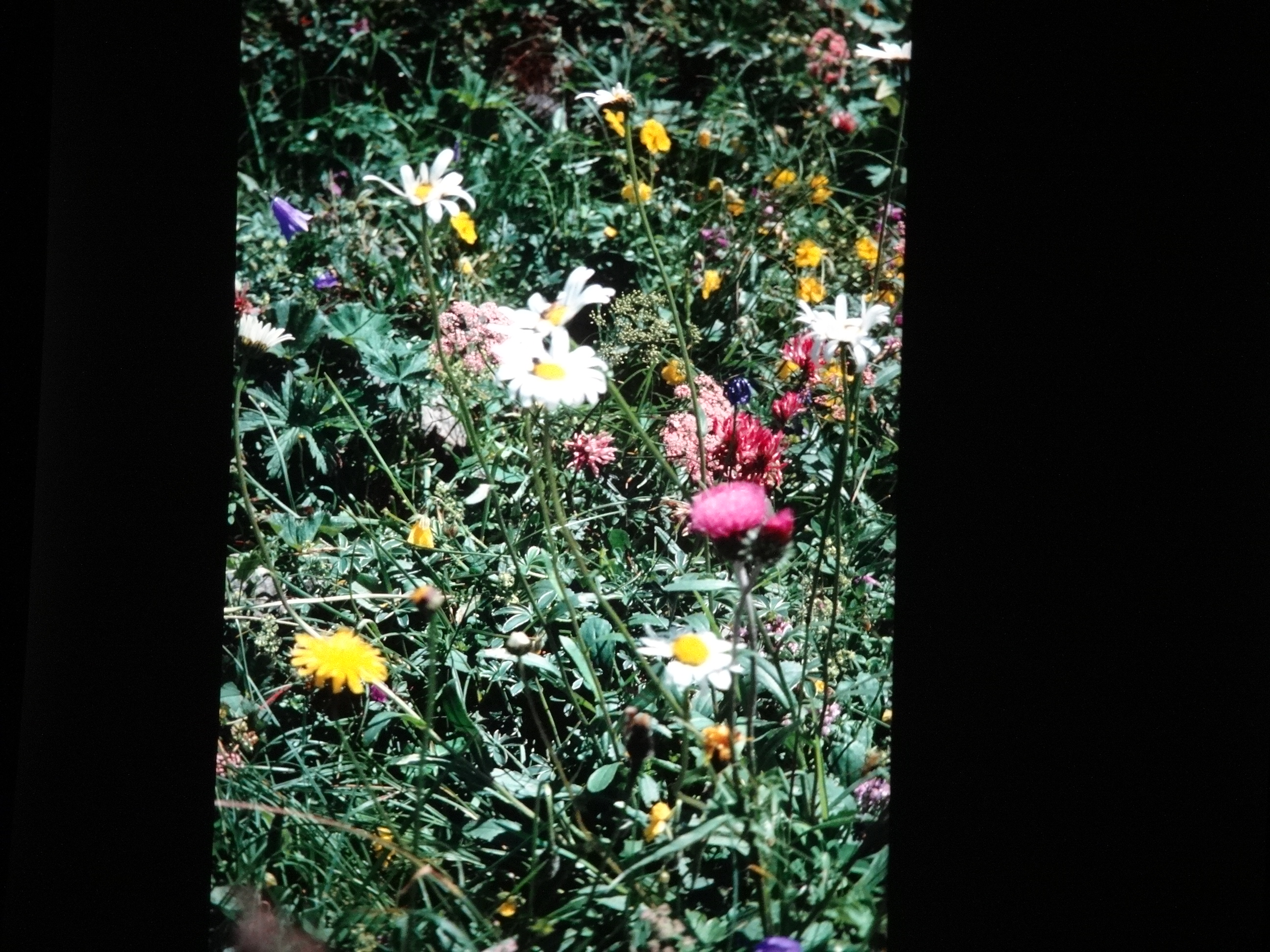 2001_brixe_blumen150___von_Ordner___2001_2002dias_warth_blumen