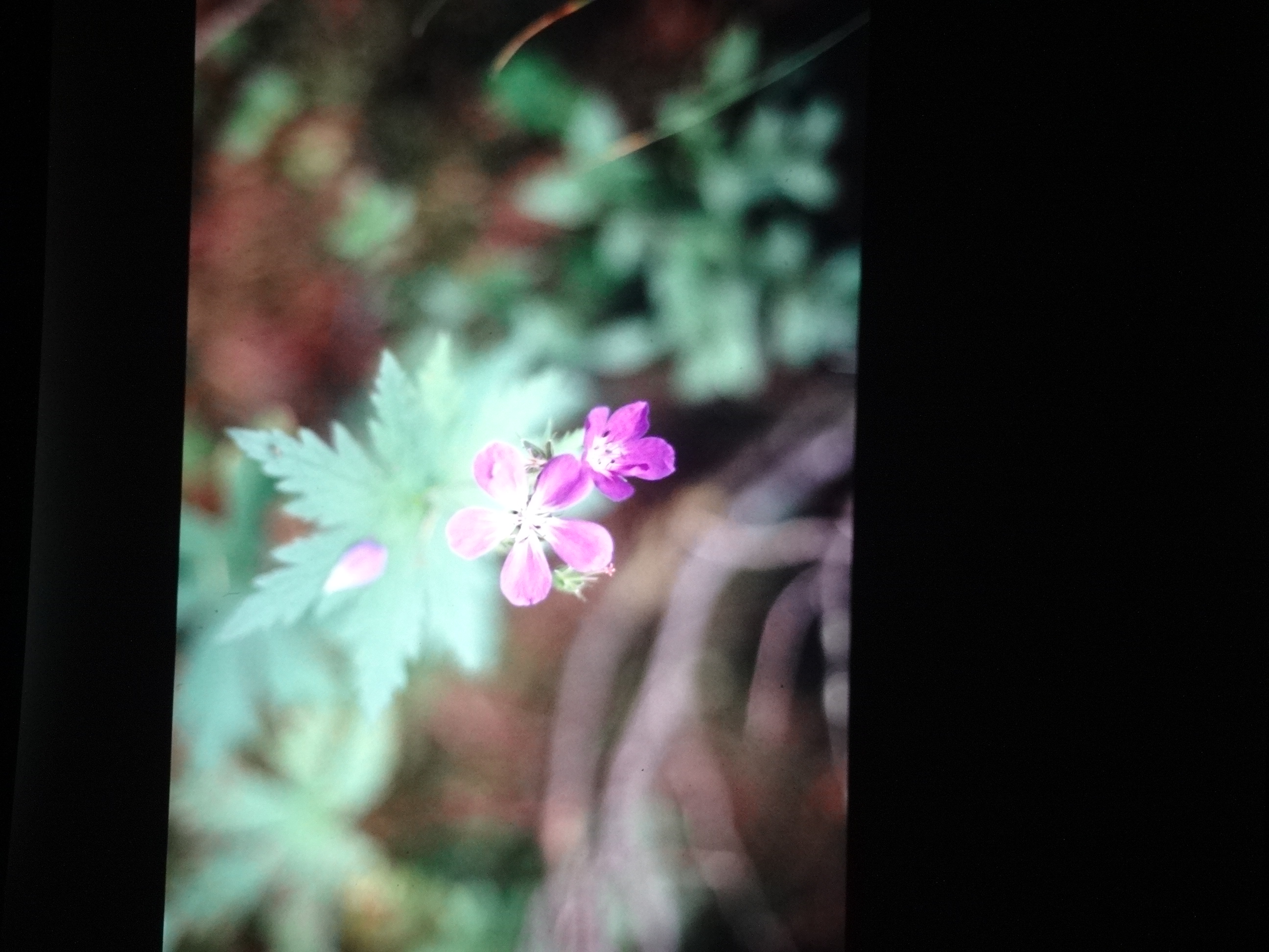 2001_brixe_blumen160___von_Ordner___2001_2002dias_warth_blumen