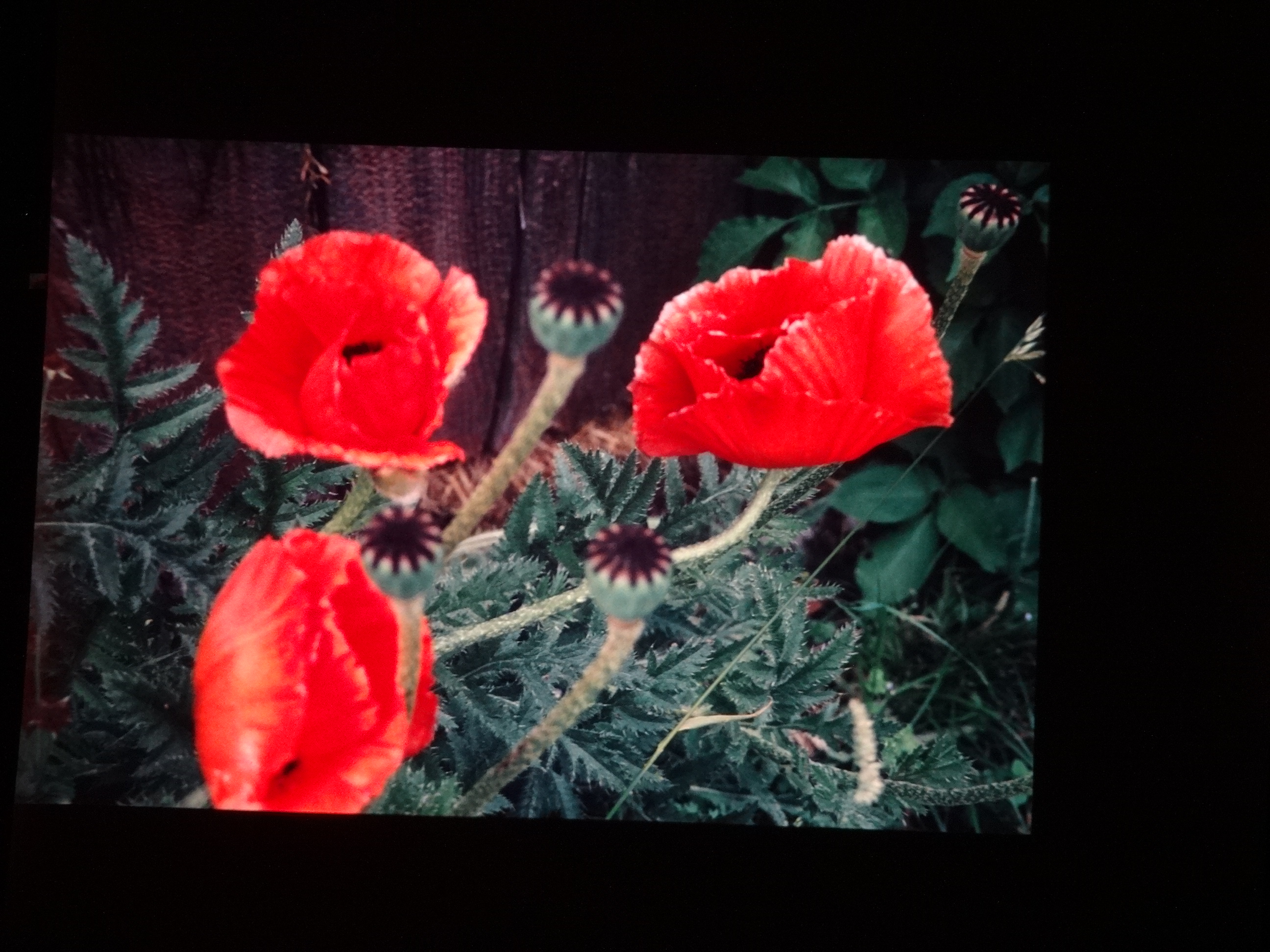 2001_brixe_blumen170___von_Ordner___2001_2002dias_warth_blumen