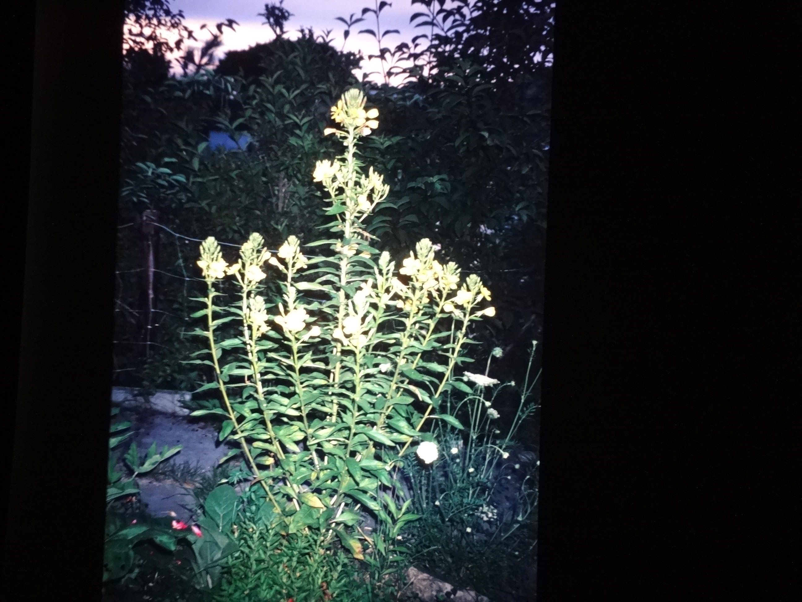 2001_brixe_blumen180___von_Ordner___2001_2002dias_warth_blumen