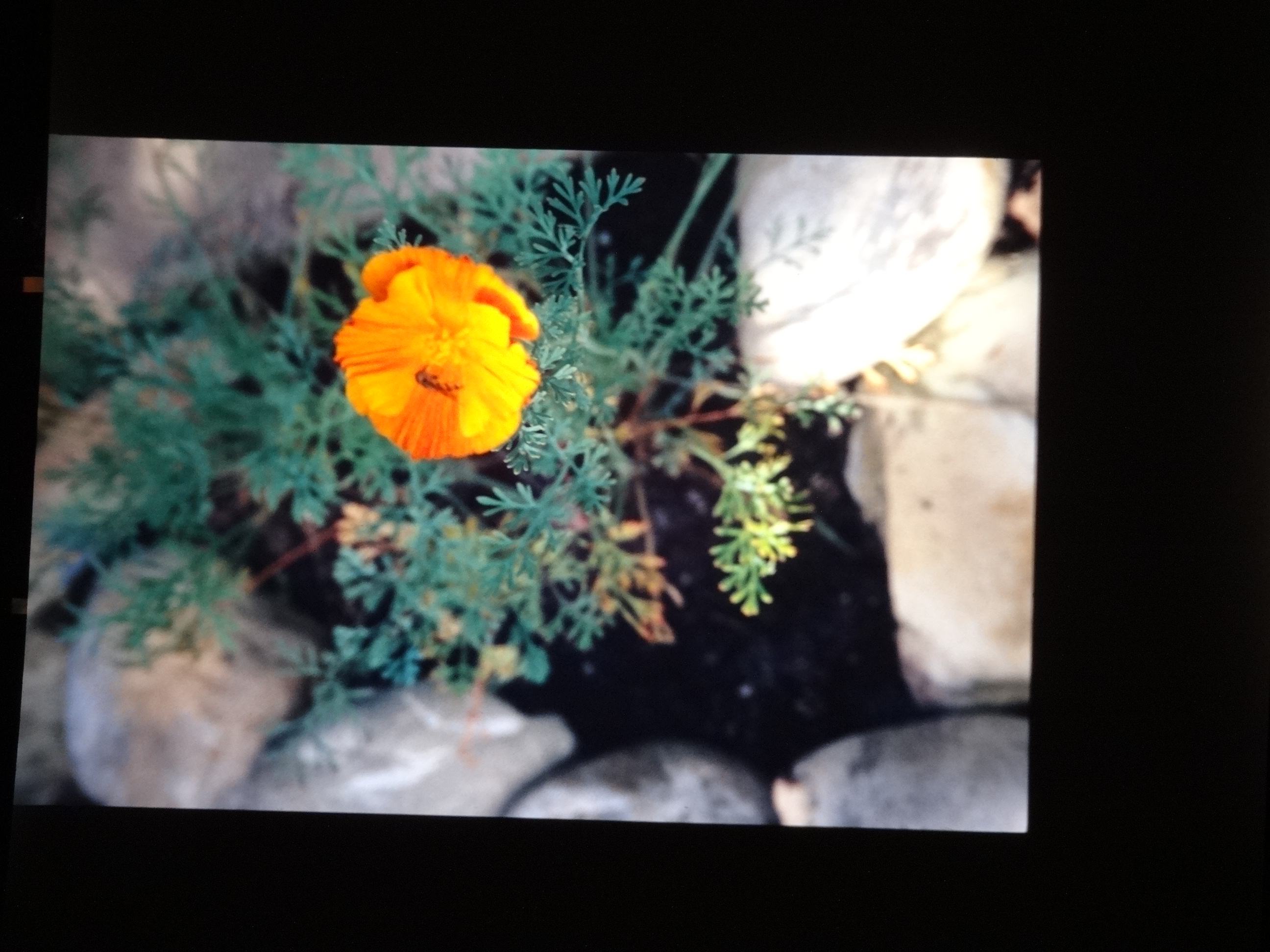 2001_brixe_blumen190___von_Ordner___2001_2002dias_warth_blumen