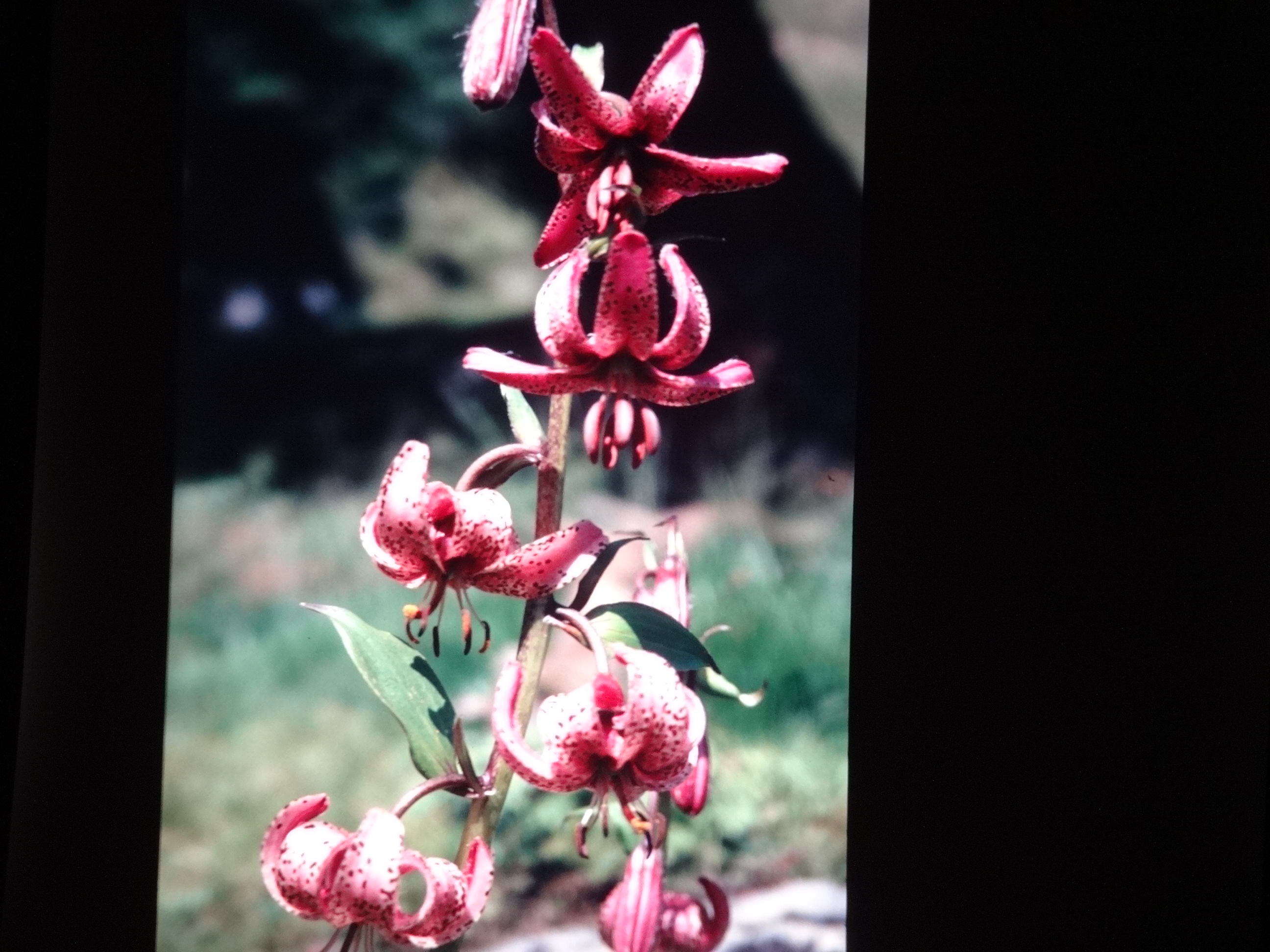 2001_brixe_blumen200___von_Ordner___2001_2002dias_warth_blumen